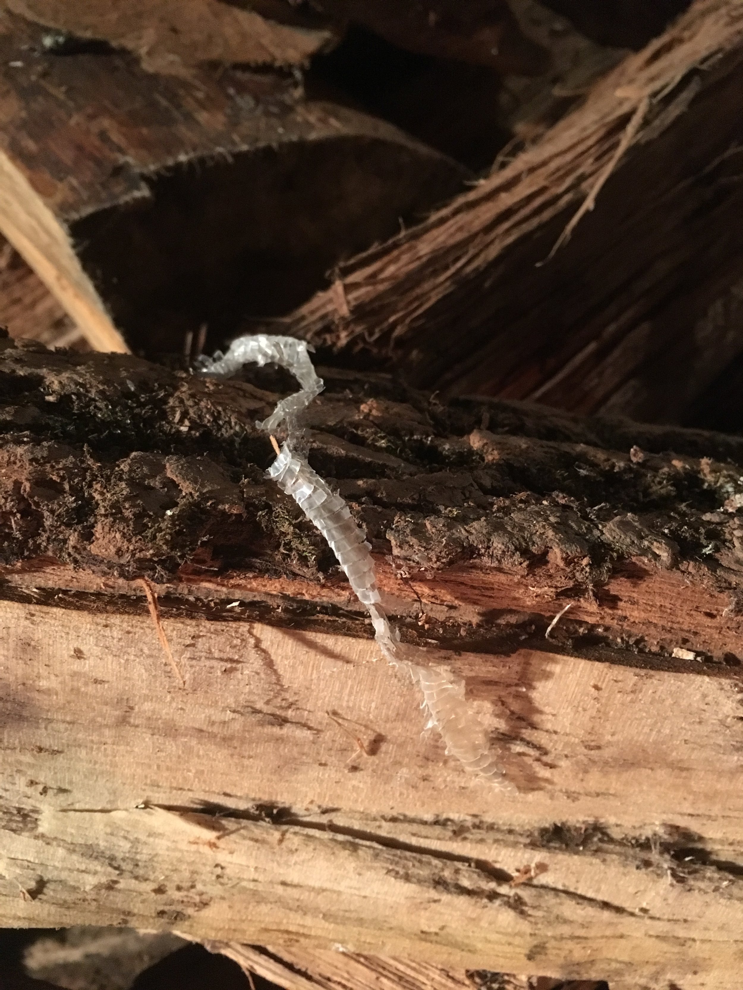 snakeskin on wood