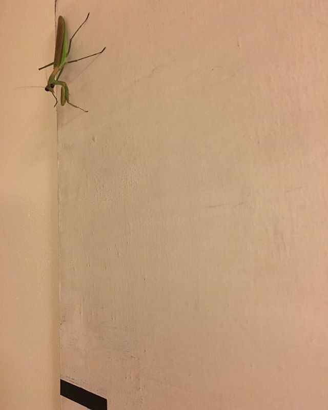 Mantis meets minimalism