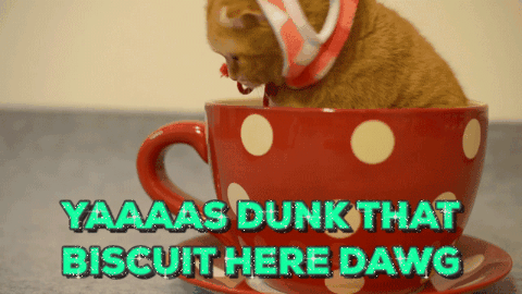 yescat.gif