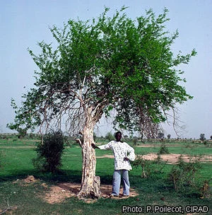 Dalbergia_melanoxylon_P_POILECOT_CIRAD.jpg