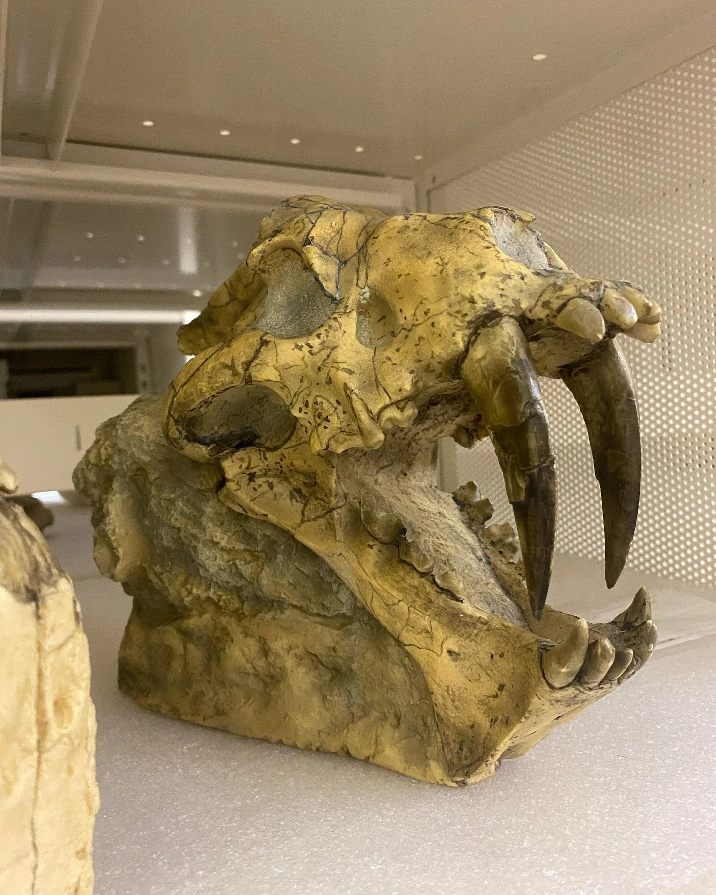 @georgiacollege @gahumanities @gamuseums #oldgovernorsmansionga #historichaircuts #giraffeskull #wallnaturalhistorymuseum #milledgevillega #sabortoothskull #pulpfiction #museumstats #imfine #museumwork #speakup