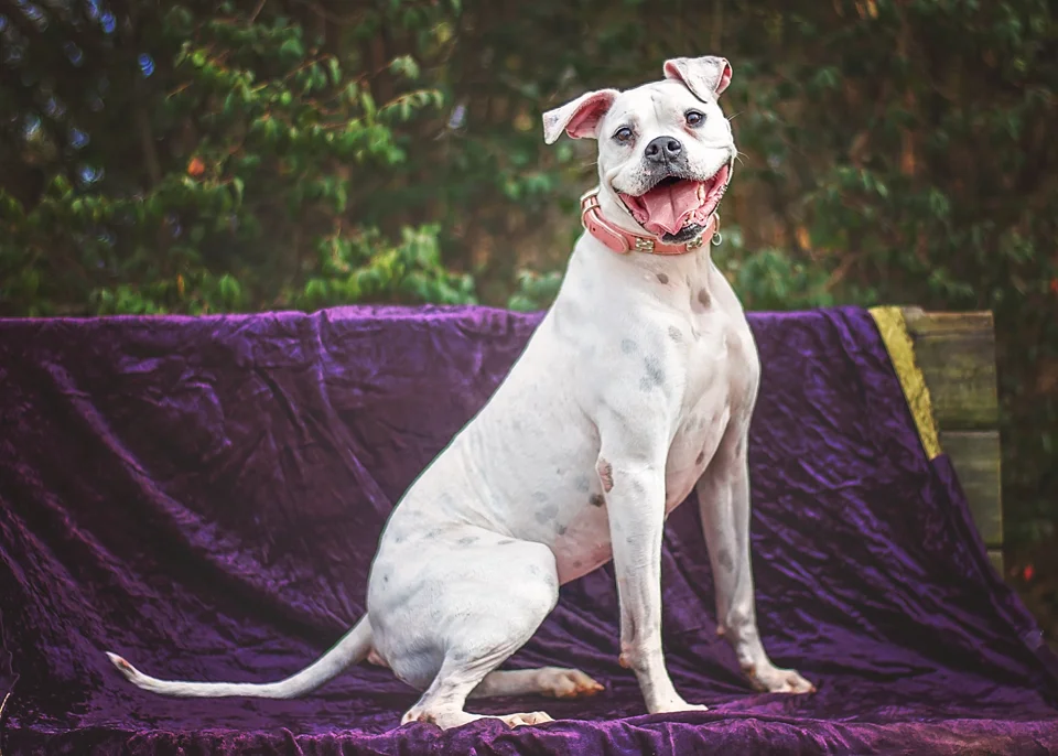 Wait for happy faces! Especially with bully breeds, you ideally want an open mouth, ears up, and relaxed posture. Most dogs are tense right at the beginning of picture time. Give them a few seconds to relax, have your helpers scratch them, play, or give them treats (this just depends on the dog.) It usually only takes a couple of minutes for them to have an open, panting ("smiling") mouth. Sometimes that just isn't possible. The dog might be afraid of the camera, or it may be too cold for the dog to pant. In that case, I try to take the picture from above so the dog is looking up at the camera and the focus is on their eyes. This angle makes them look more approachable and friendly. Or I just try to wait for a soft, calm expression (see next pic.) Always position their face towards the light to get catchlights in their eyes.