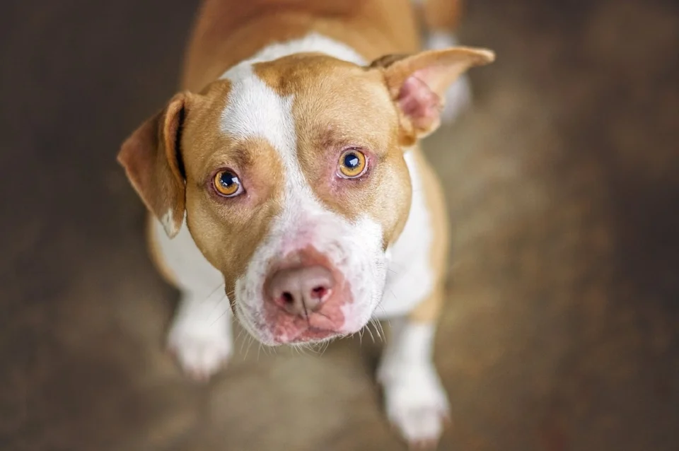 Use a large aperture. I use a cheap "nifty fifty" prime lens. I shoot at f/1.8 to get a sharp focus on the dog's face and a nice, pretty, blurred background. This is also great for bully breeds to really focus on their eyes and make them look soft and approachable. This picture was taken on a cold rainy day in a breezeway at a shelter. The large aperture makes low light photography a breeze. This requires shooting in manual mode, but it's very easy to learn.