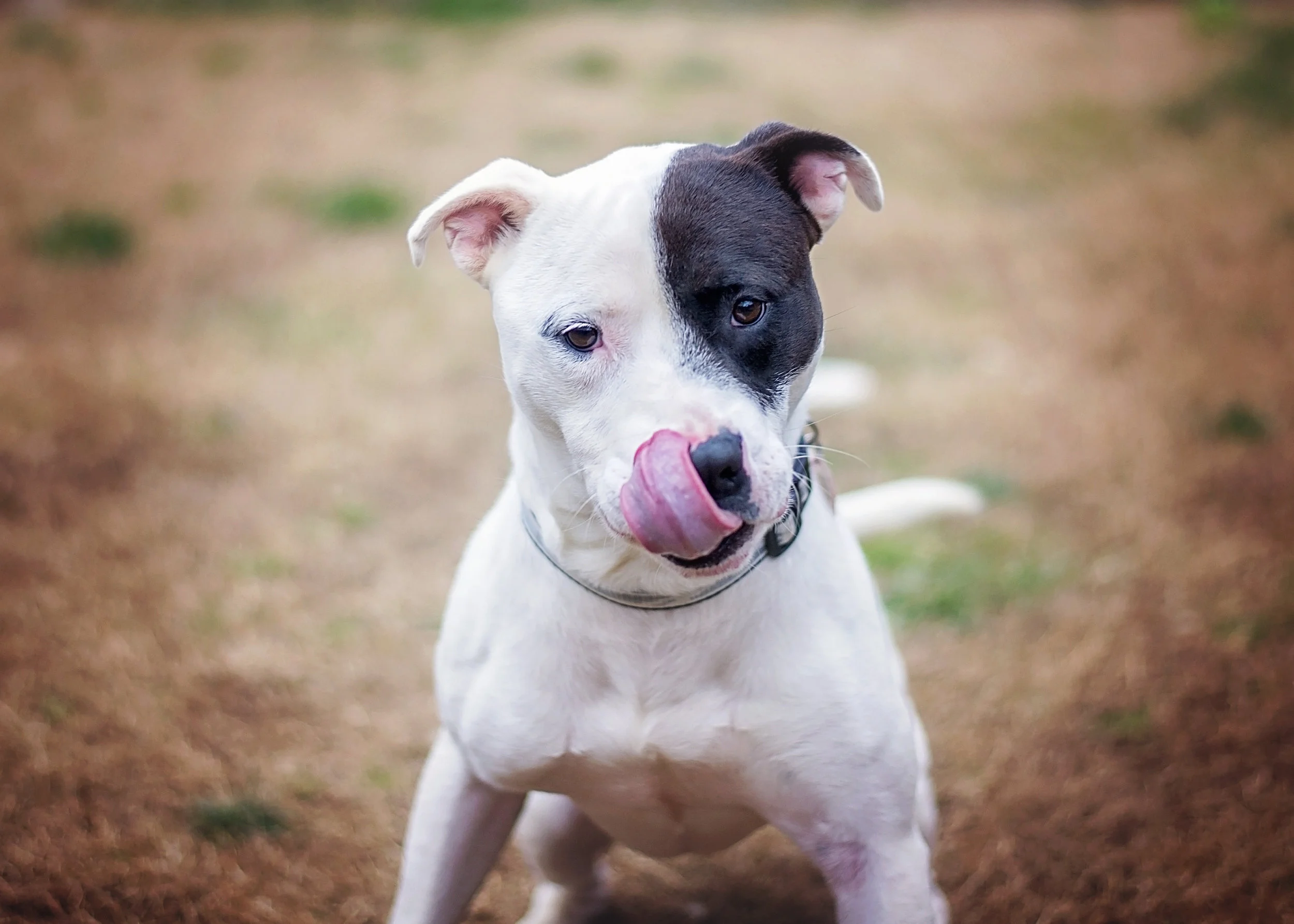 Fast shutter speed. This is necessary to avoid blur with wiggly dogs. I try to use a shutter speed of 400 or faster. 