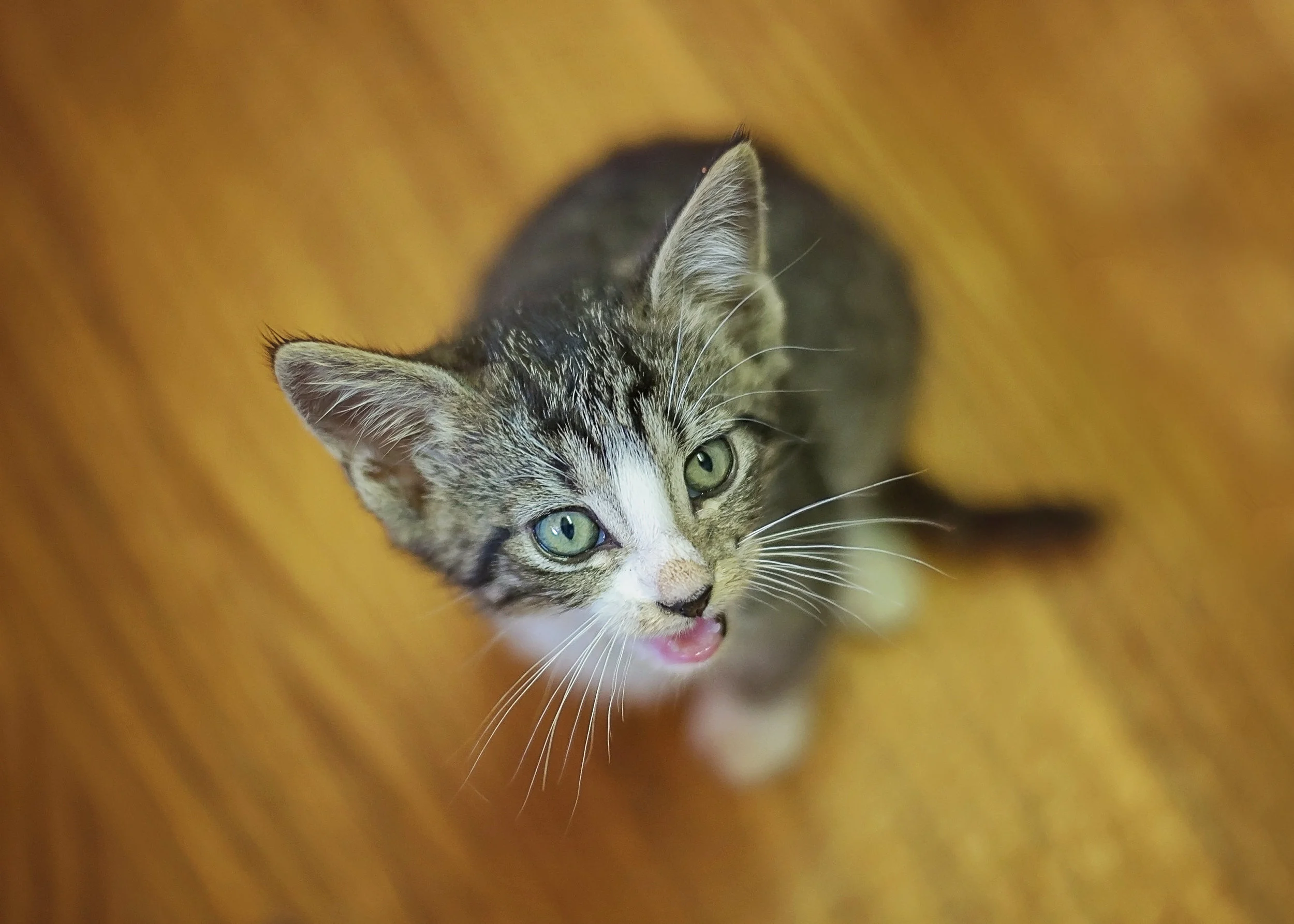 This kitten was following me around and begging for attention. He was sitting at my feet, so I just pointed the camera down and snapped when he meowed. The angle also shows how tiny he is. Since he was already focused on watching me, I just moved so that he turned his head towards the window (see the light in his eyes?) and then took the picture. 