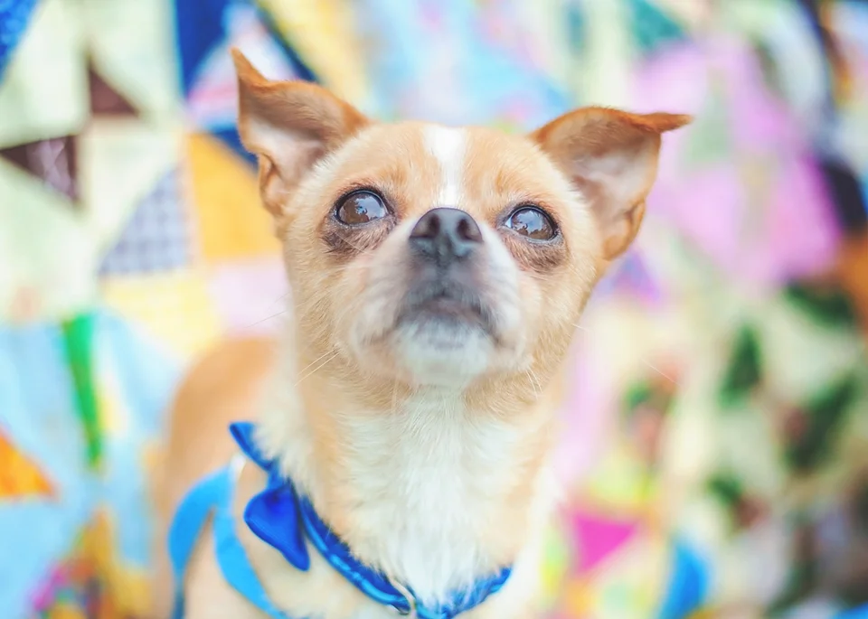 As soon as he looked up at the volunteer, I snapped the pic. So this is his edited headshot. He still looks true to his personality without looking terrified and unapproachable. I usually want the dog looking at the camera for the headshot, but getting that close with the camera scared him, so he needed the distraction of looking up at something. For the next picture, I want to show that he's a very sweet dog who wants to feel secure with a person to comfort him.