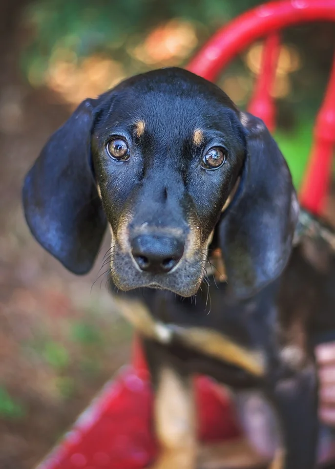 Same rules apply for this black puppy. I used a bright red chair to help her stand out. 
