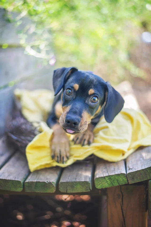 For this pup, I used a yellow blanket to help her stand out, and I got as close as I could while using a shallow depth of field. It puts her face in sharp focus while the background blurs. This is all done in-camera and can be accomplished with pretty much any lens. Just use the lowest f-stop on your camera, and get as close to the subject as possible. This is especially useful with darker colored dogs. 