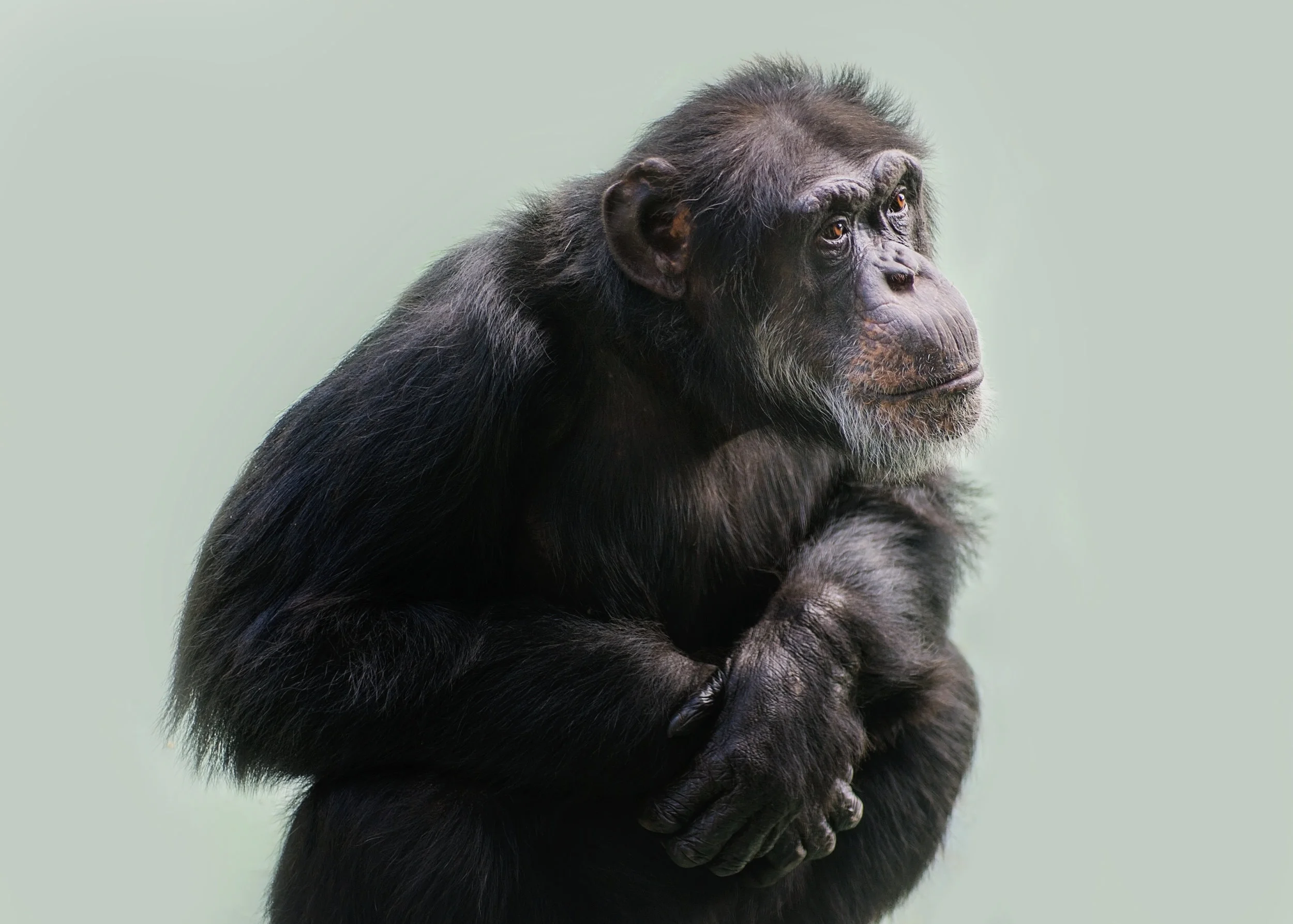 Taz Portrait Oct 15.jpg