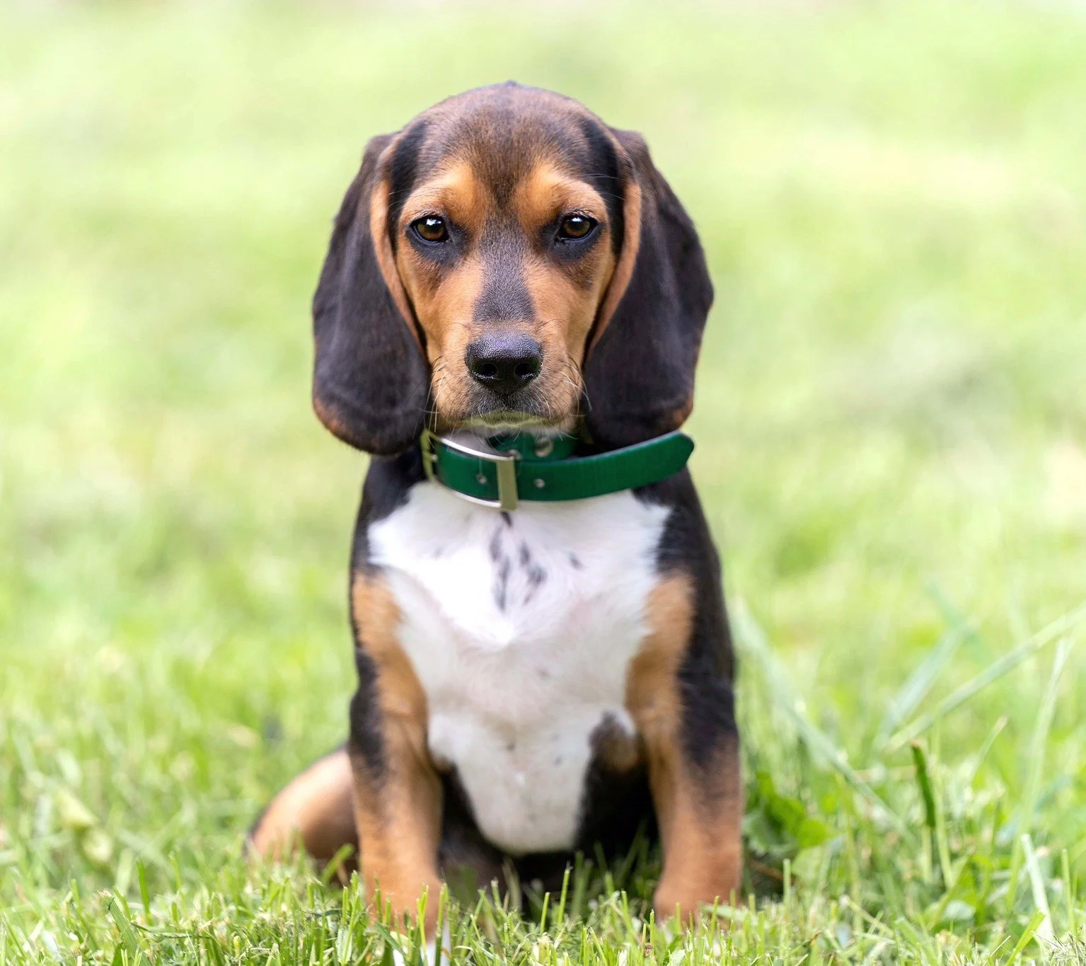Black Beagle Puppy