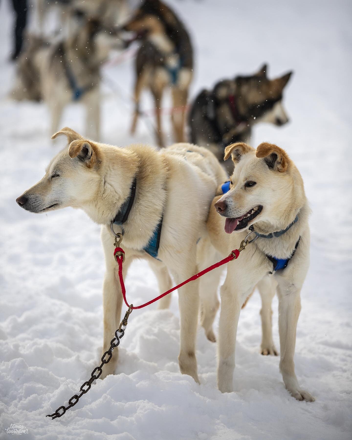 Dogs of Alaska 🐕
First time dog mushing but meeting all the pups was the highlight for sure ;)