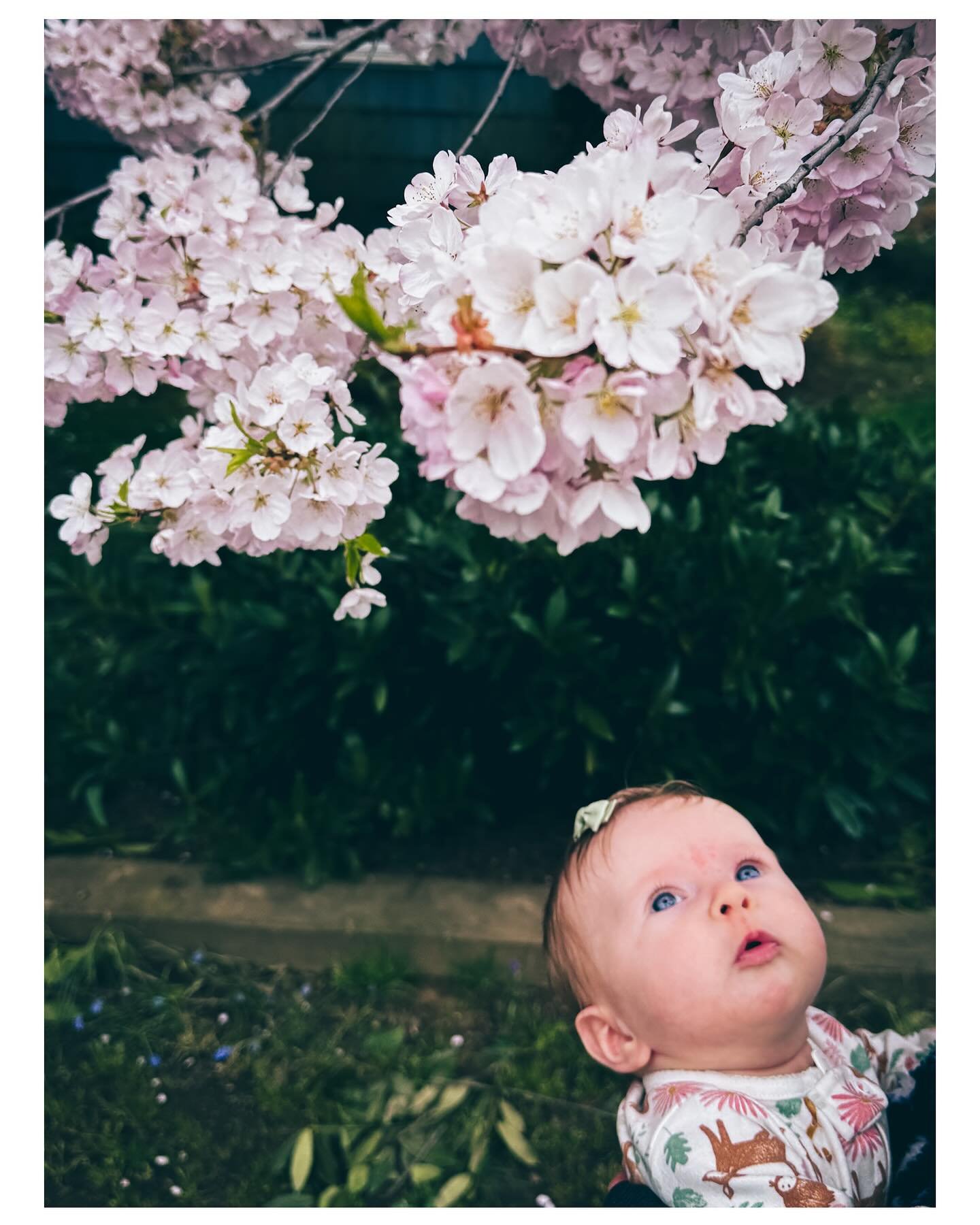P O R T L A N D 🌸