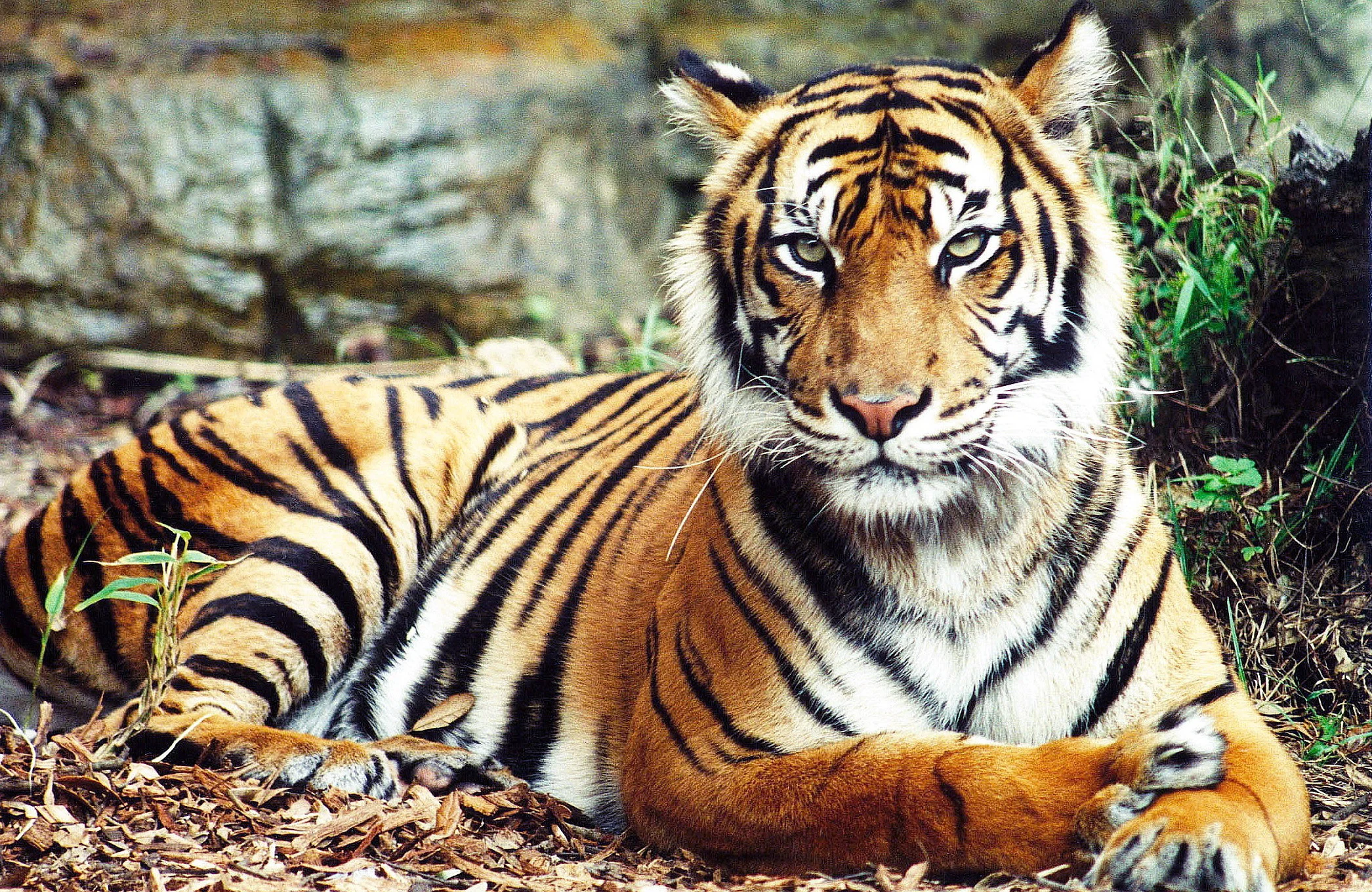 Regal sharpened and touched up, website image.jpg