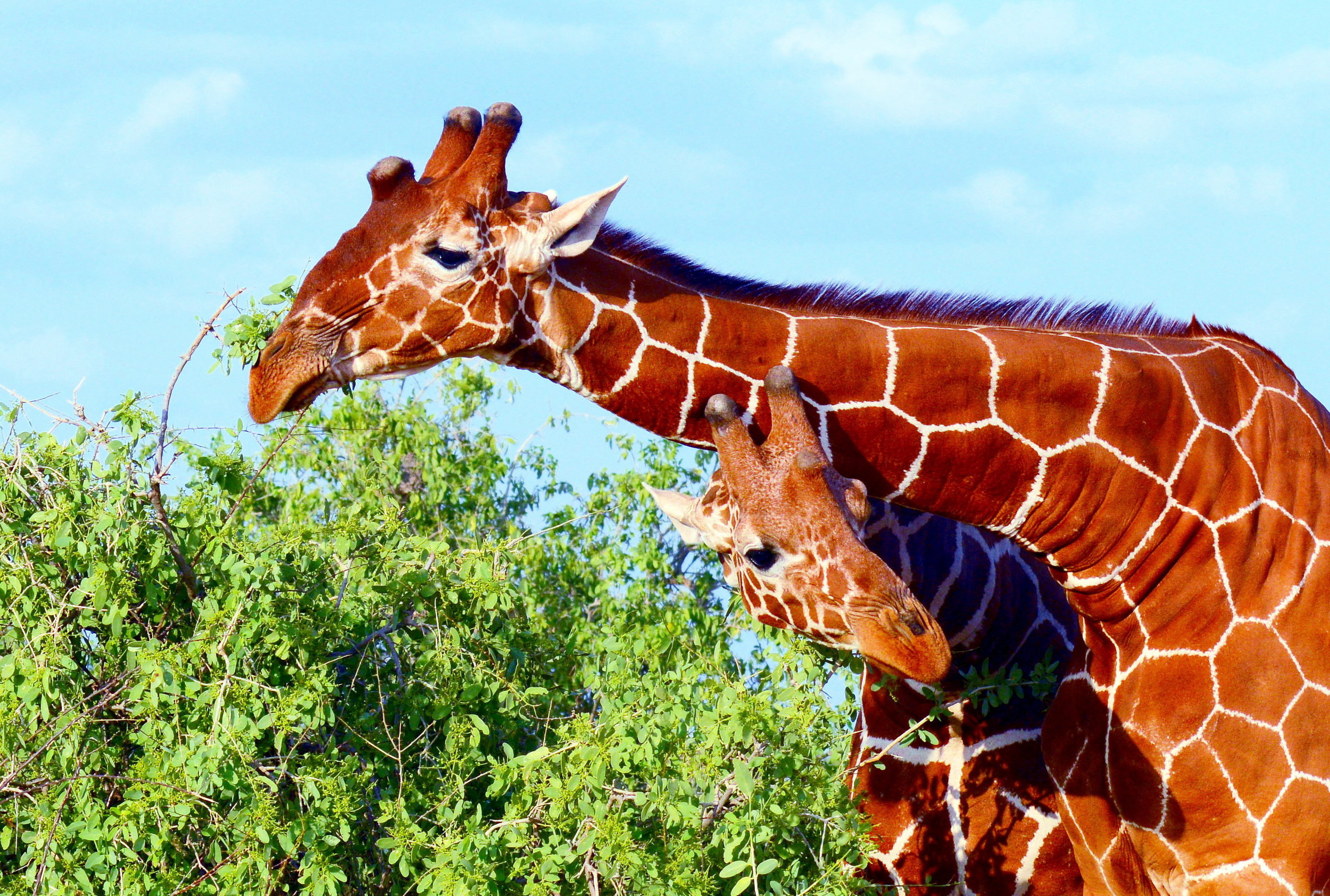 Peeking Samburu.jpg