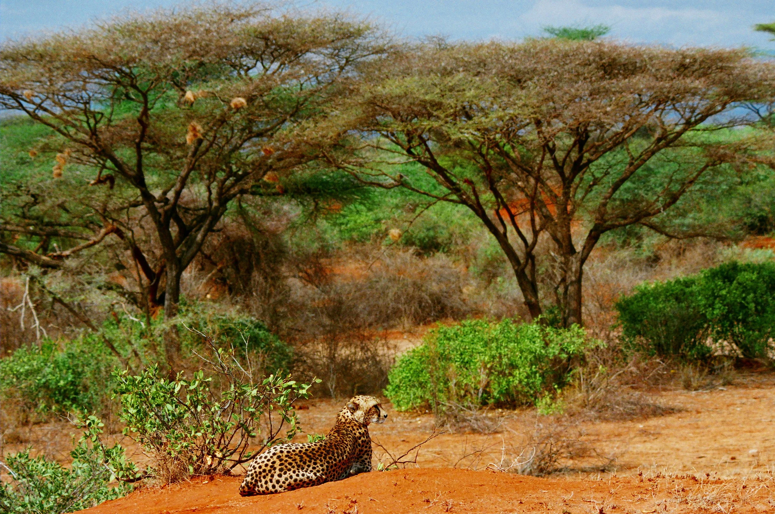 Cheetah's Domain.JPG