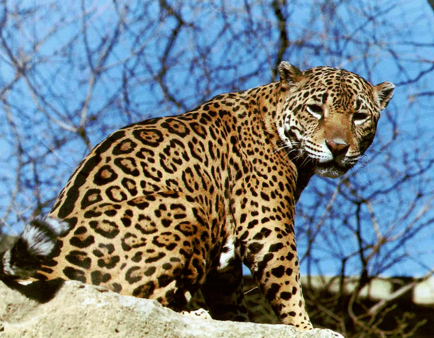 Jaguar's Perch.JPG