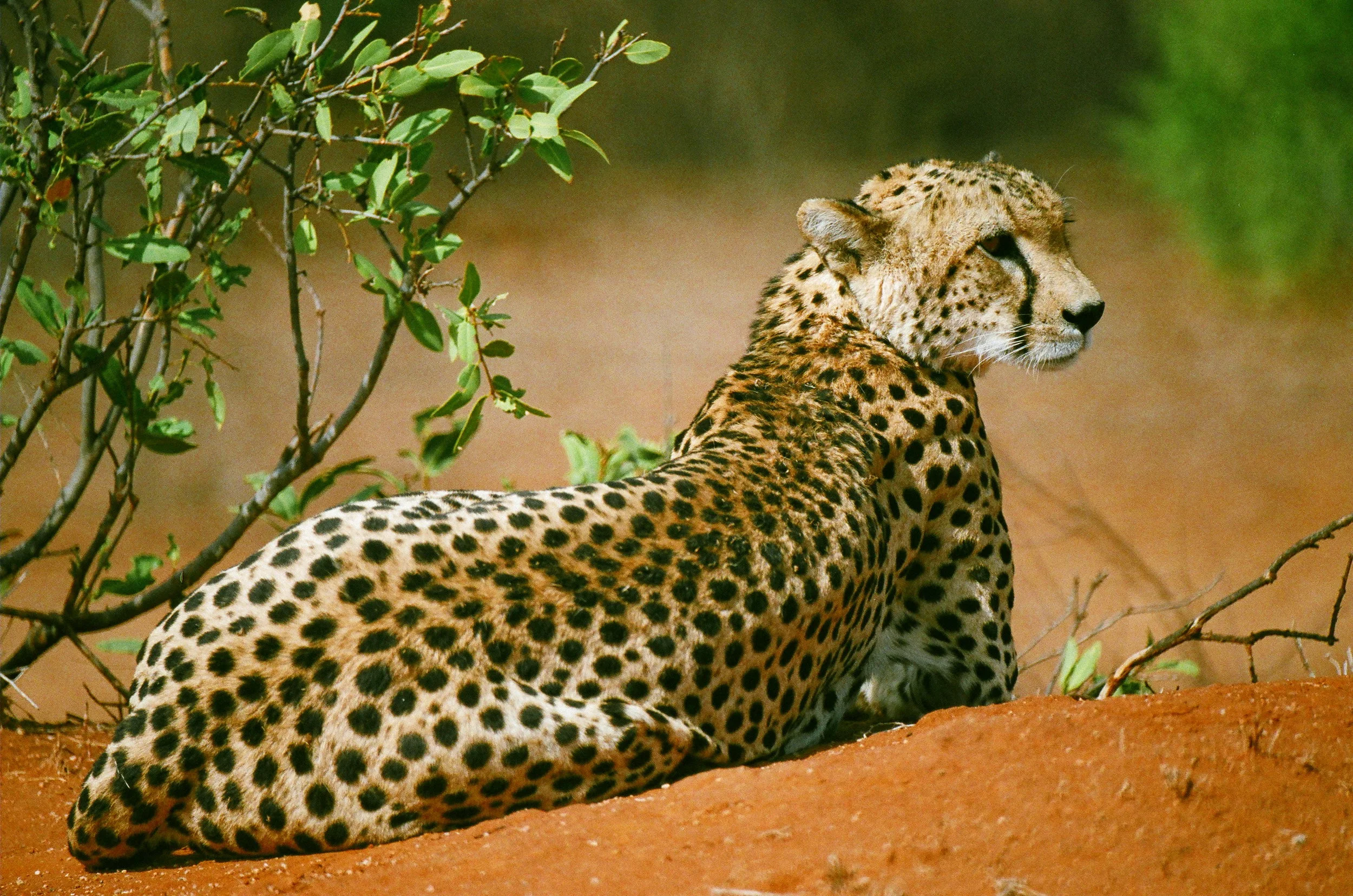 The Spotted.JPG