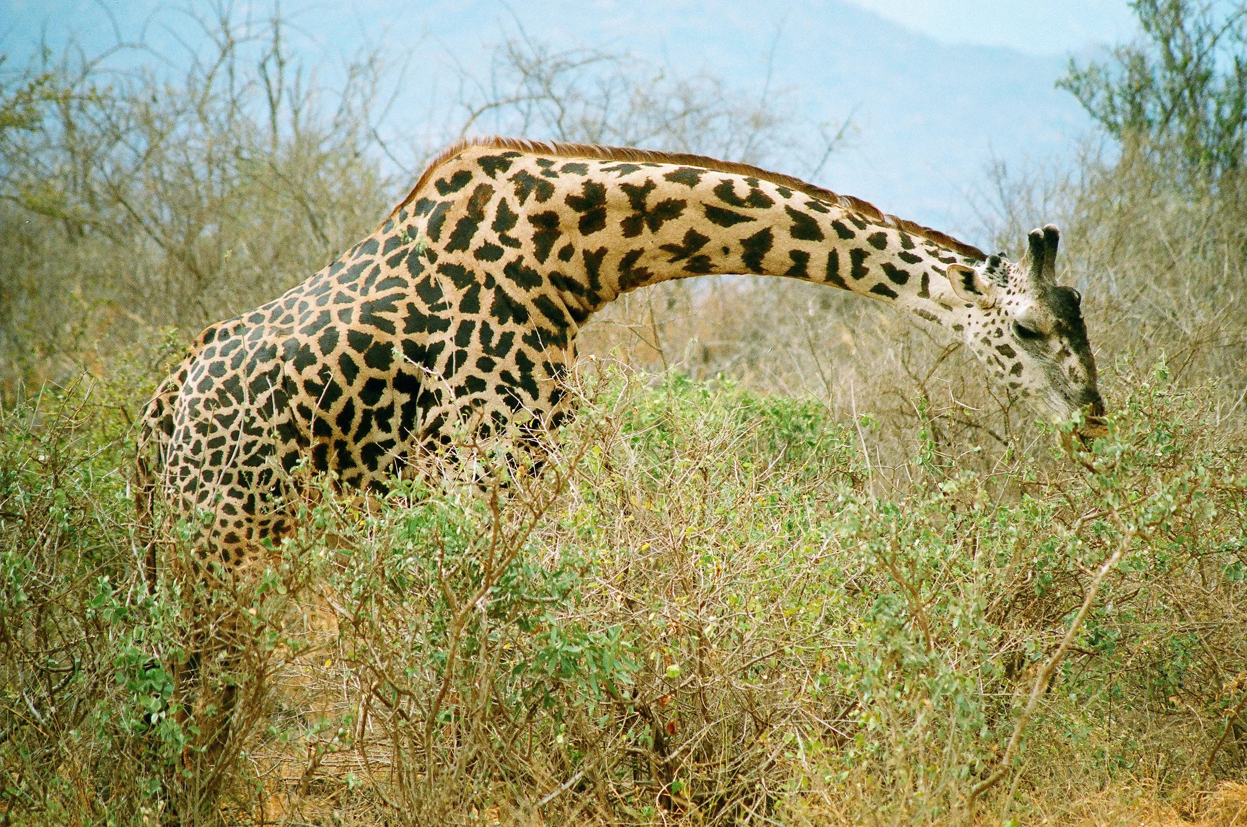 Bending for Breakfast.JPG