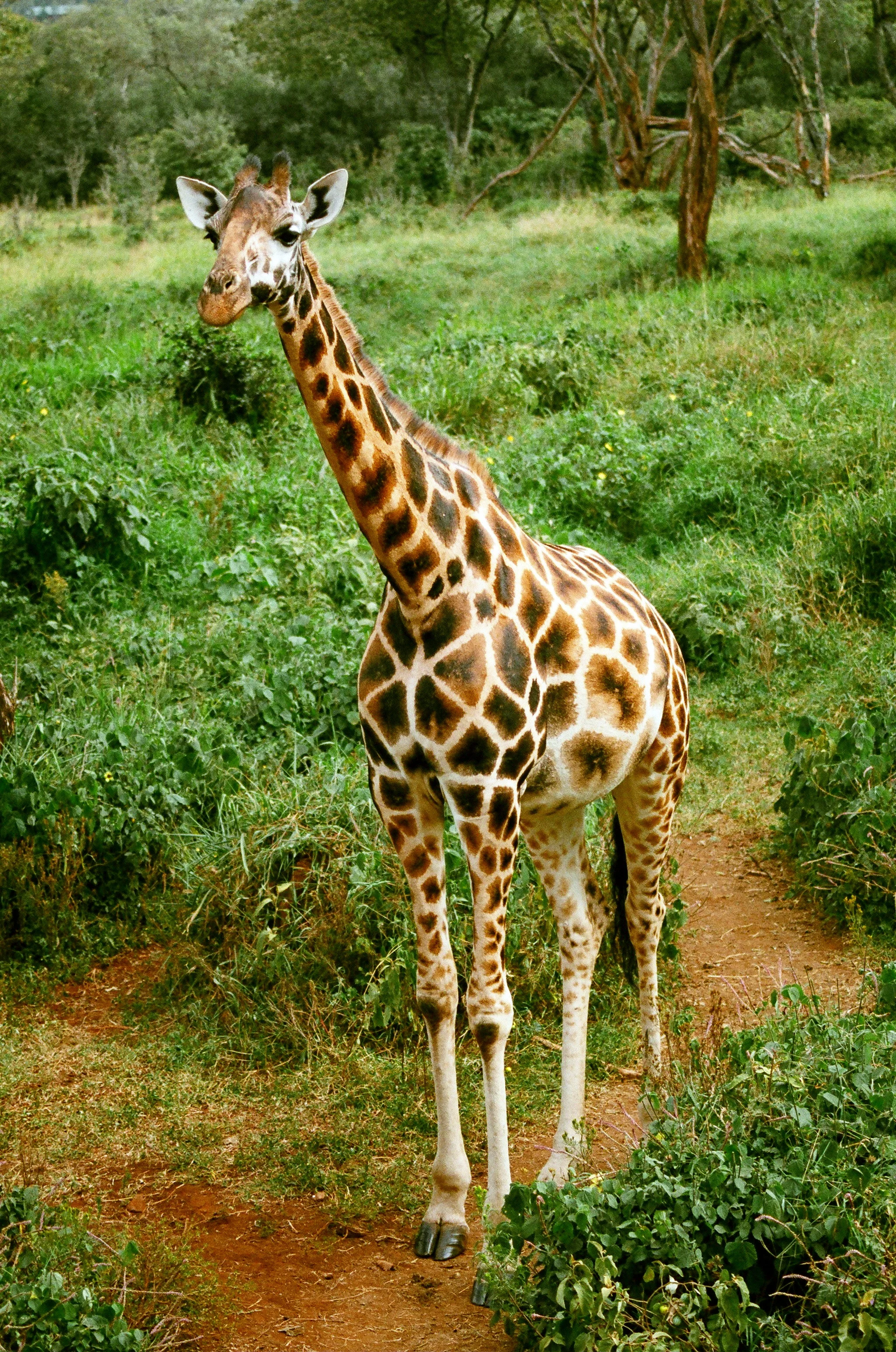 Colotful Pattern.JPG