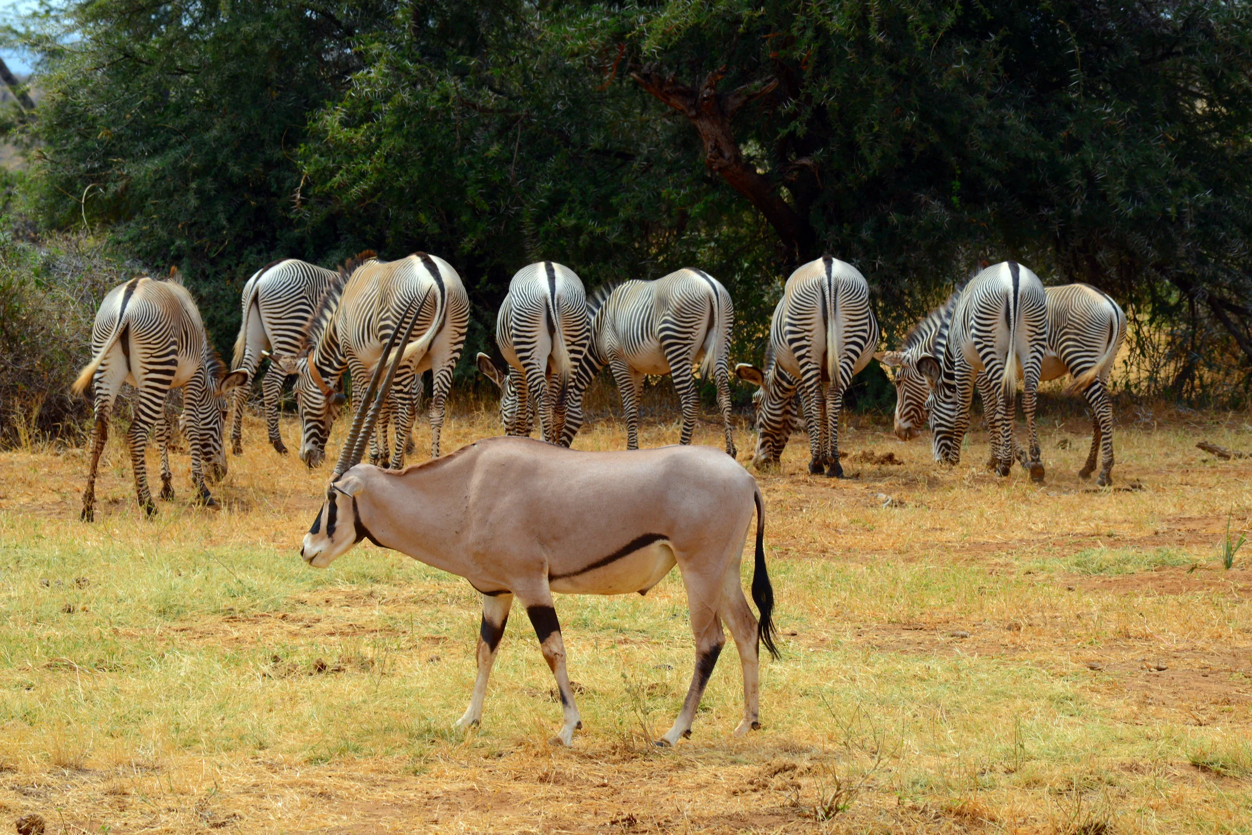 Grevy's and Oryx.JPG