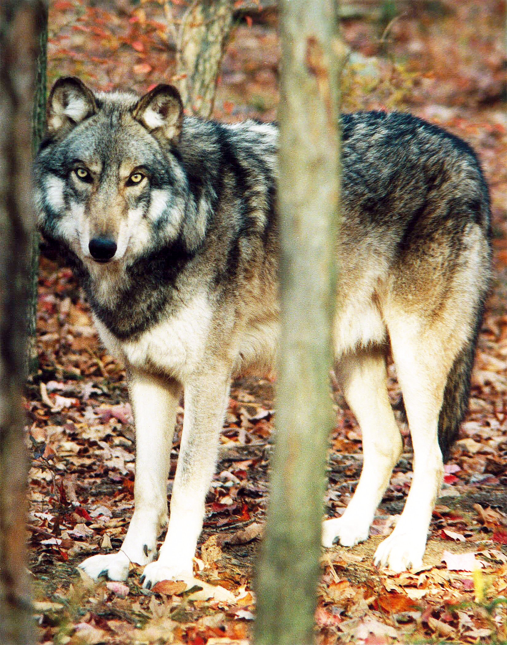 North American Wildlife - Wolves, Bears, Moose, Big Cats... — Ted ...