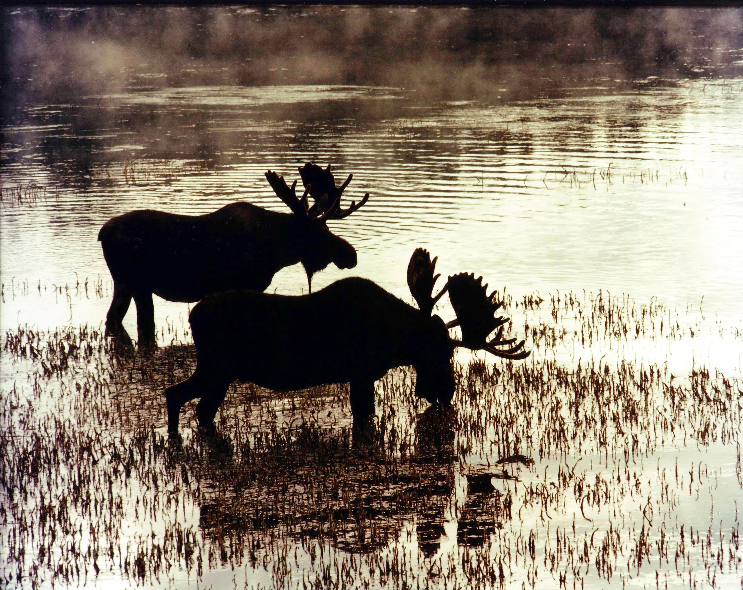 Lilac Reflections corrected.JPG