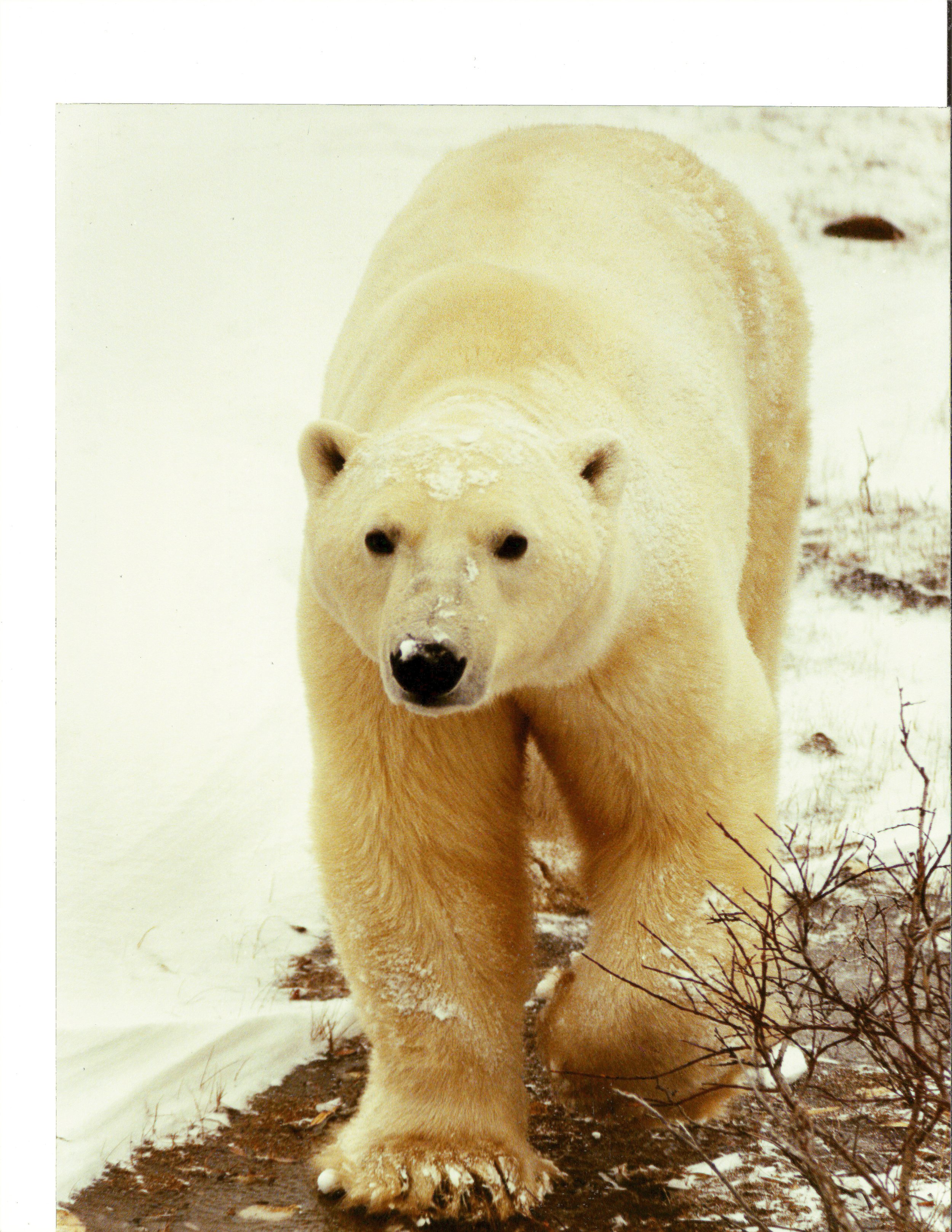 Lord of the Arctic.JPG