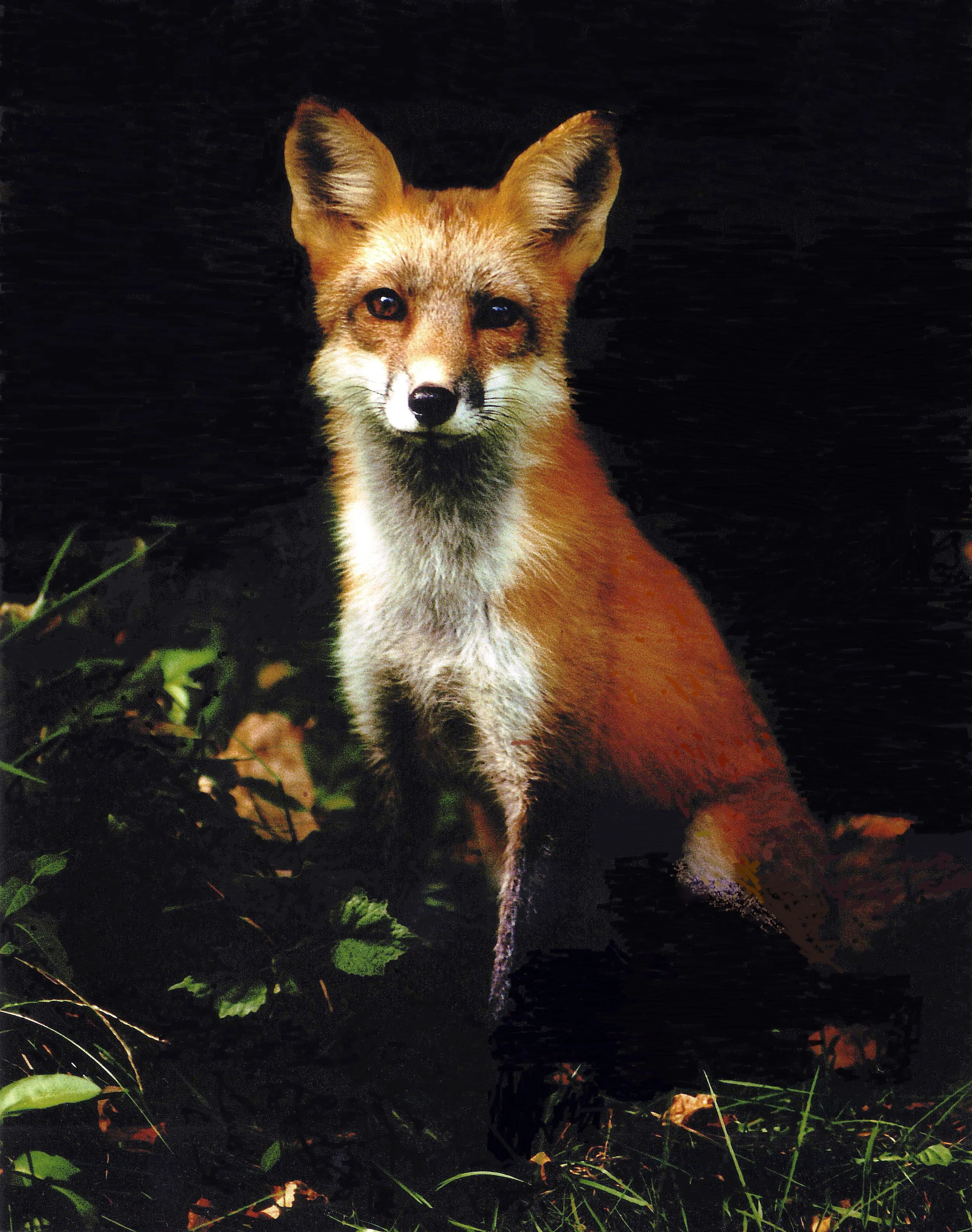 Sitting Fox.jpg