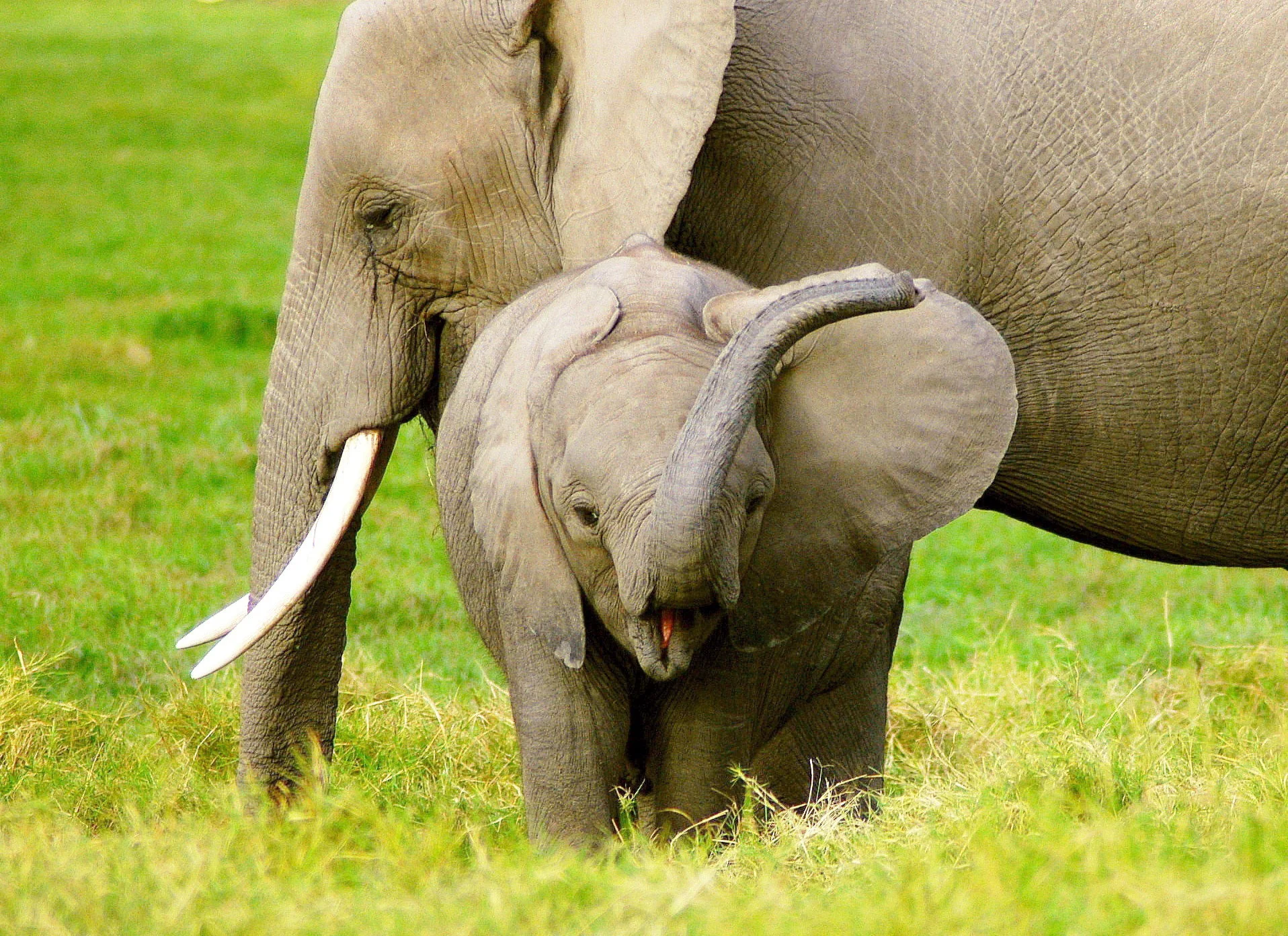 Color Me In Africa