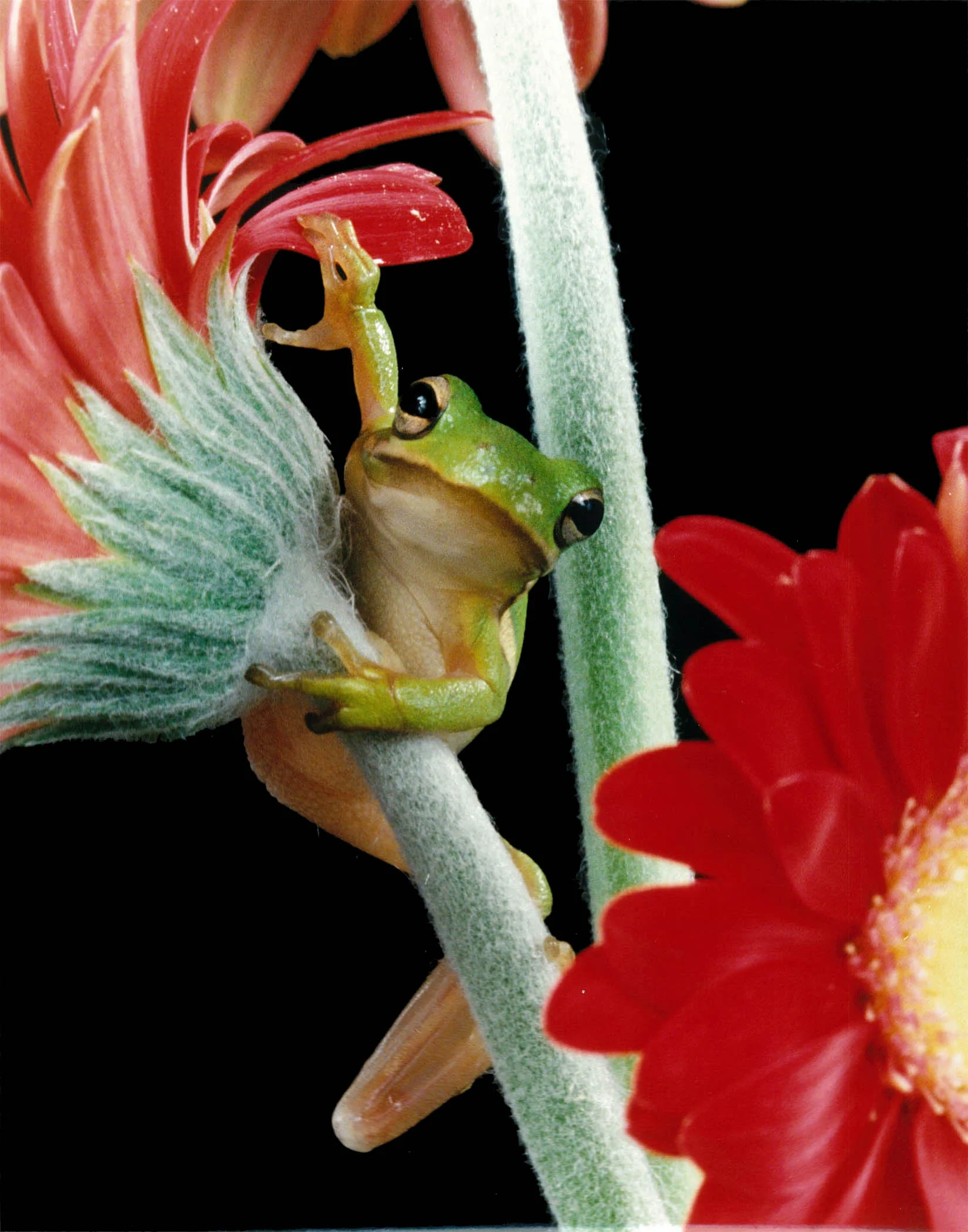 Tree Frogs...prehistoric survivors with a global message.