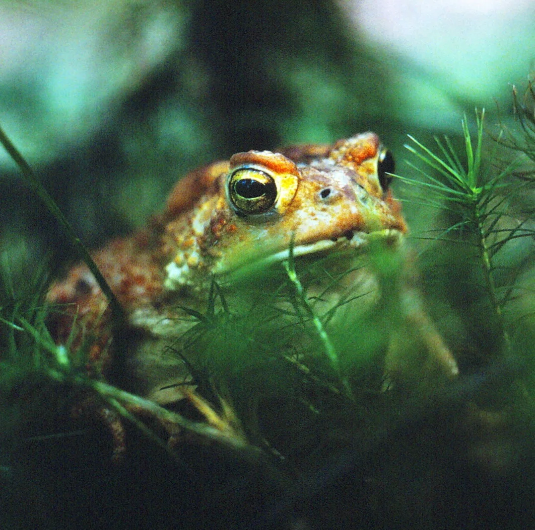 A Toad's Adventure