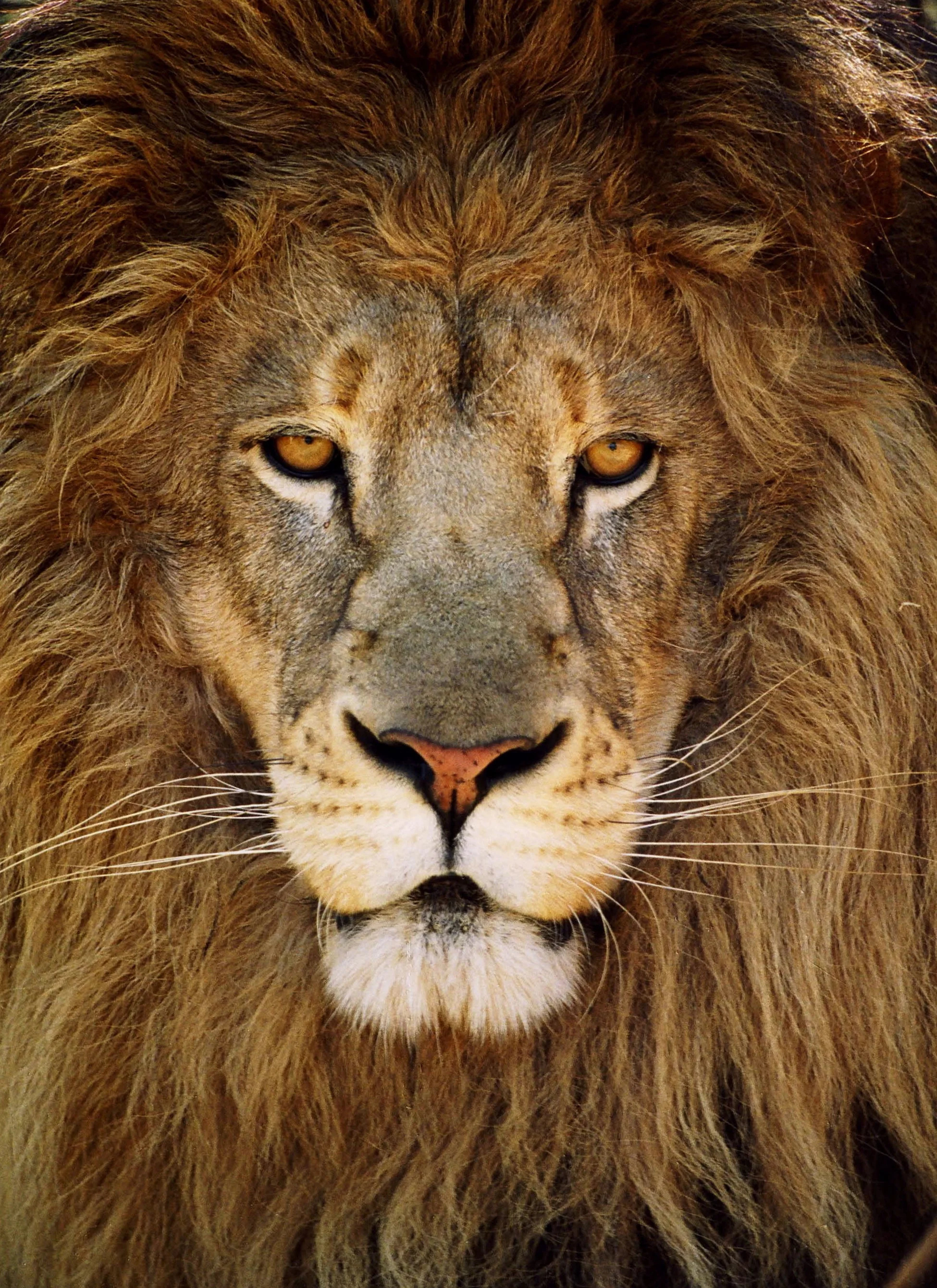 Lions of Africa