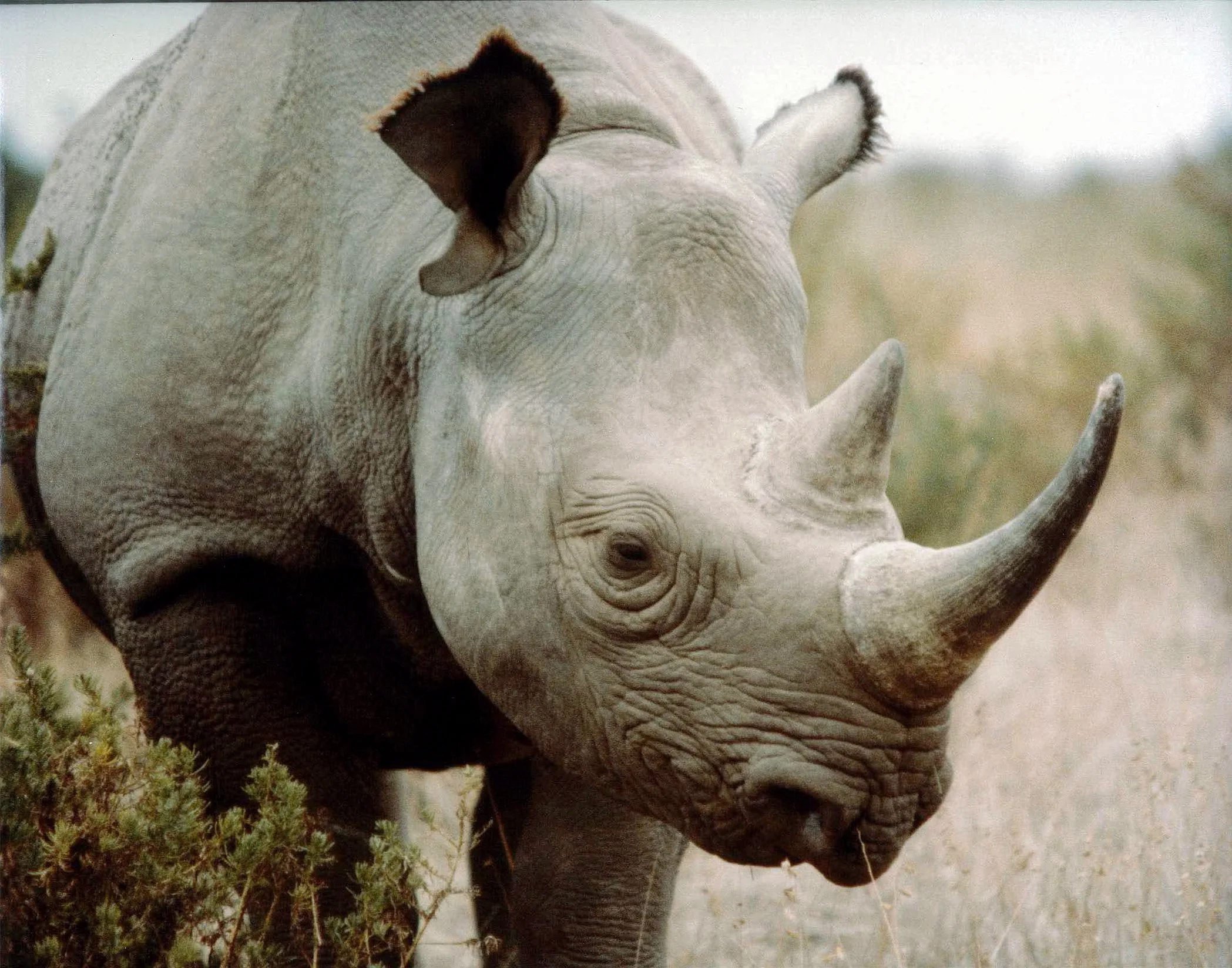 Horns, Tusks & Teeth