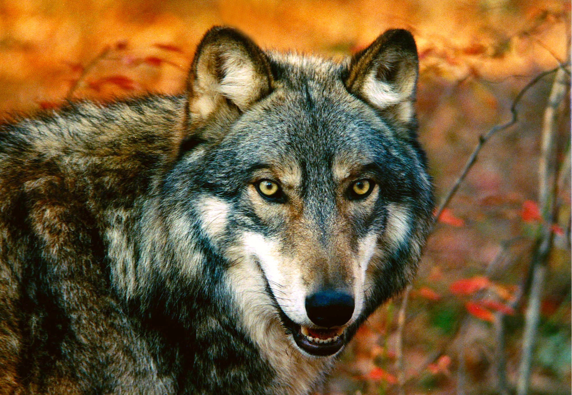 Wolves of North America