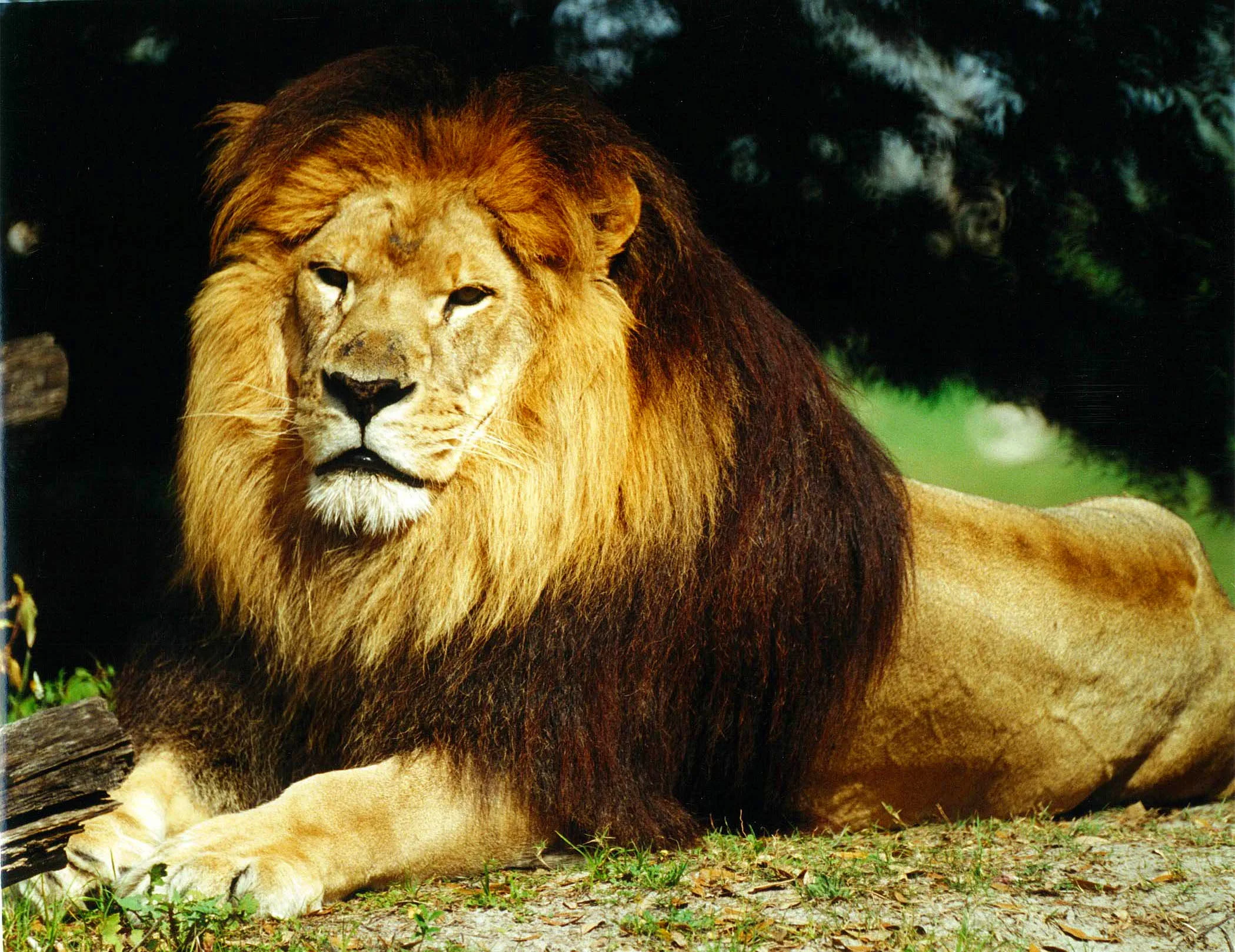 Copy of Relaxing King