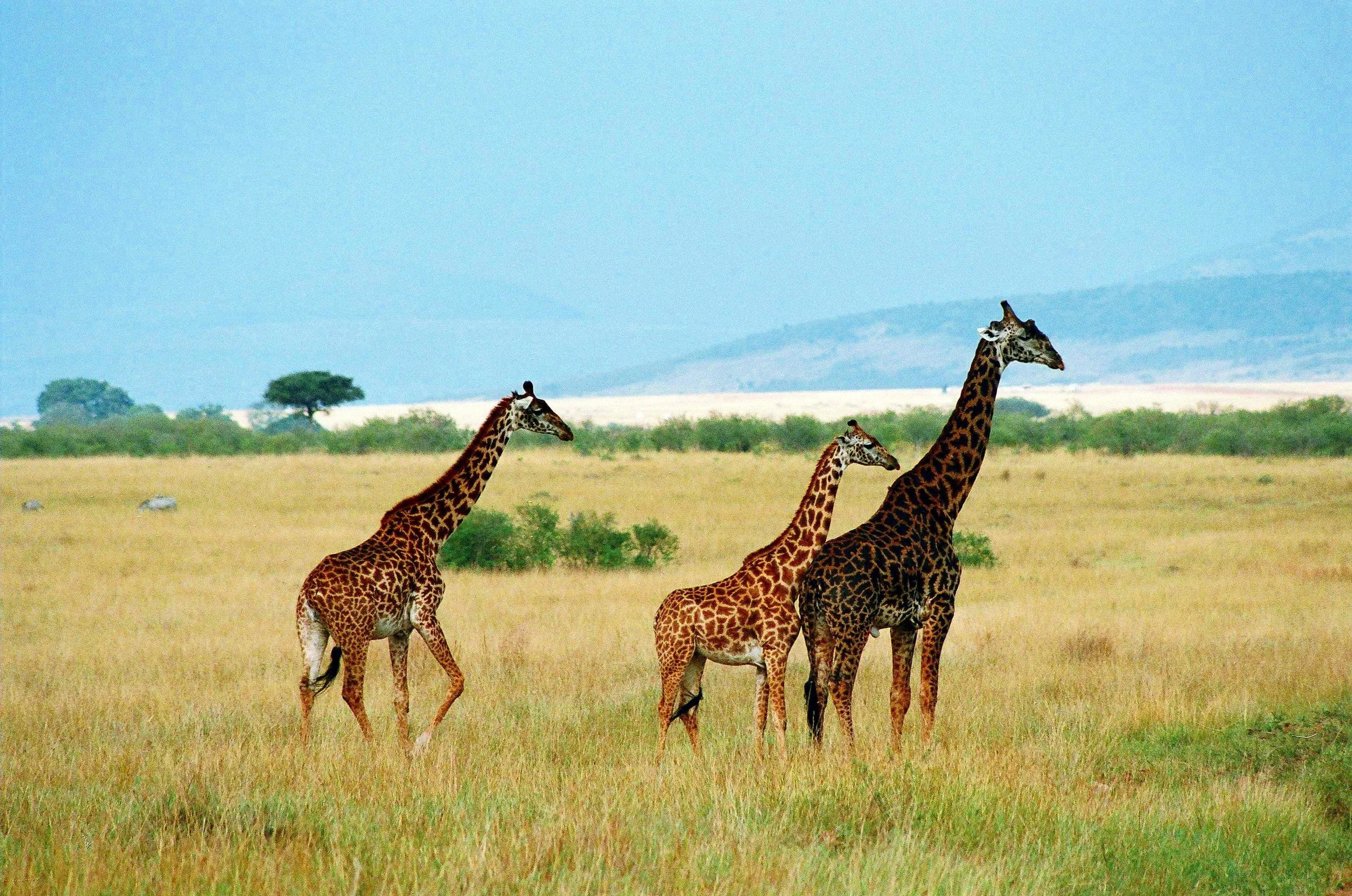 Copy of On the Mara