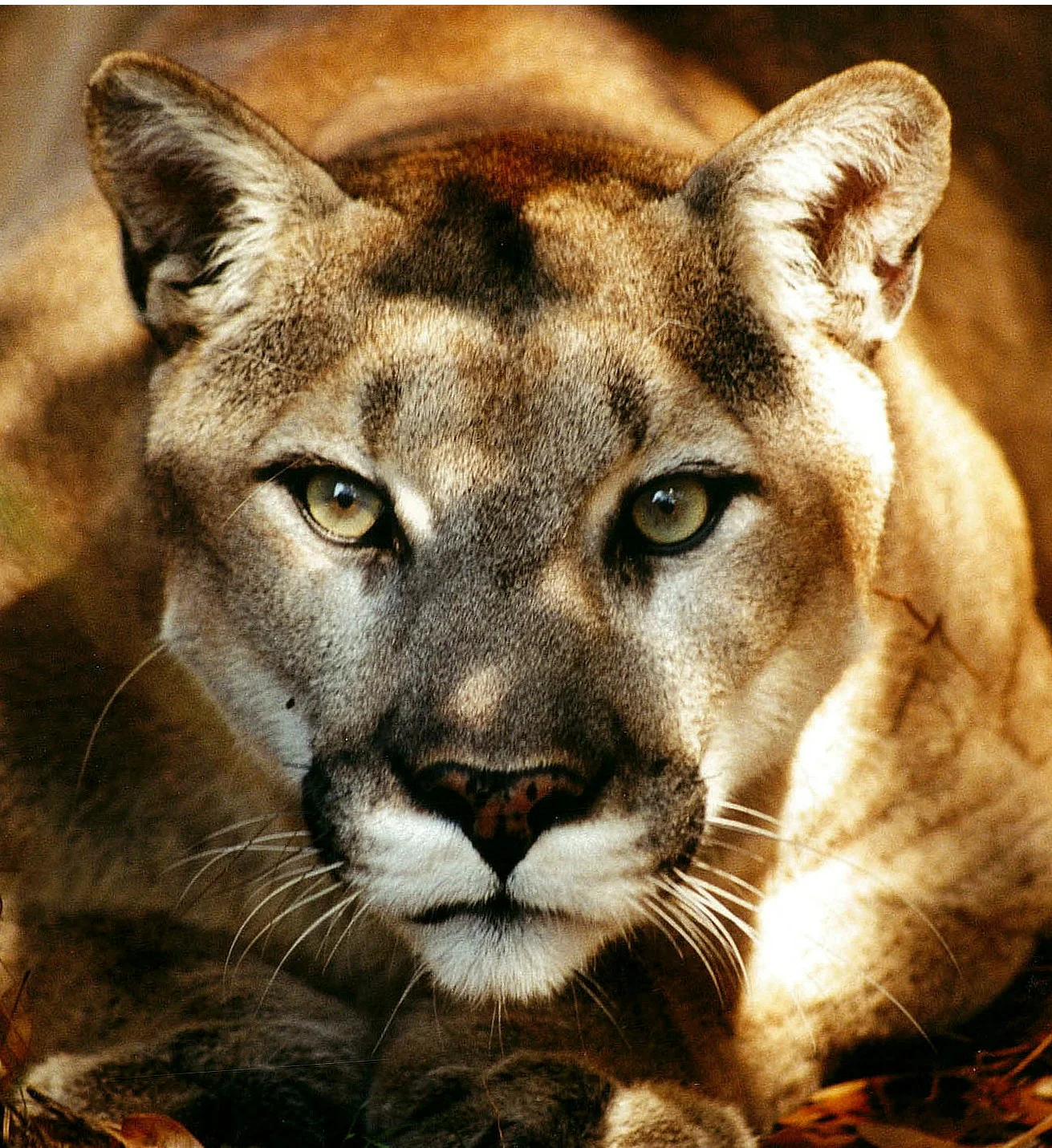 Color America's Big Cats