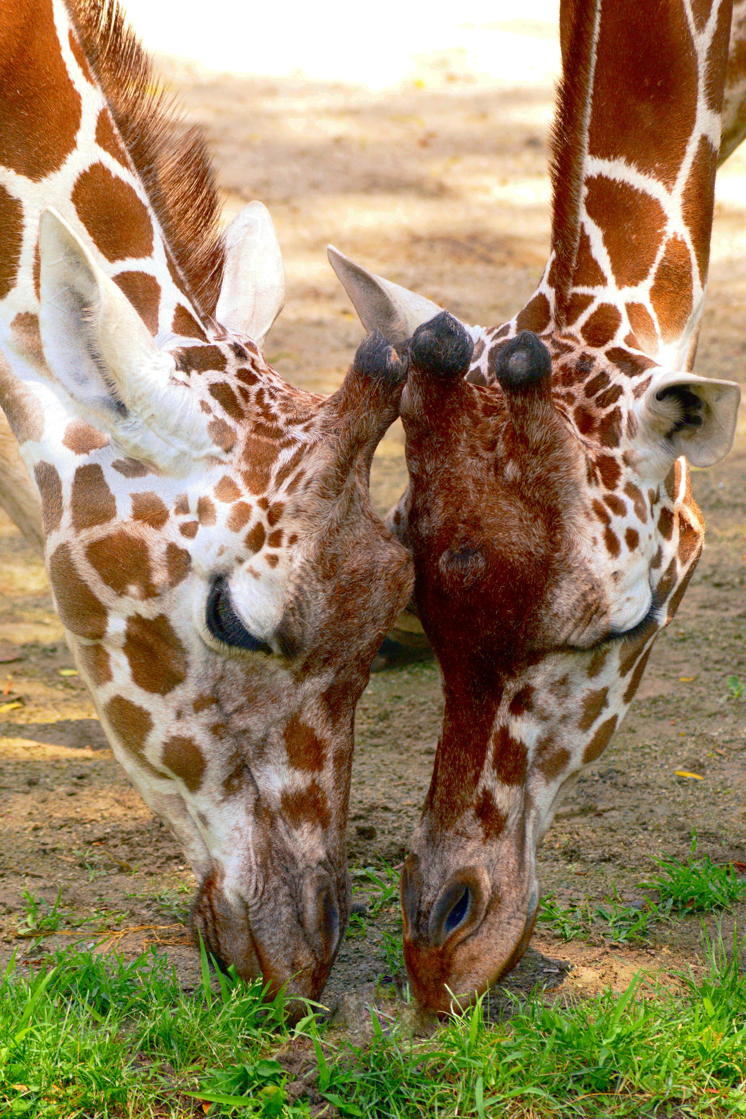 Giraffe Mirror.JPG