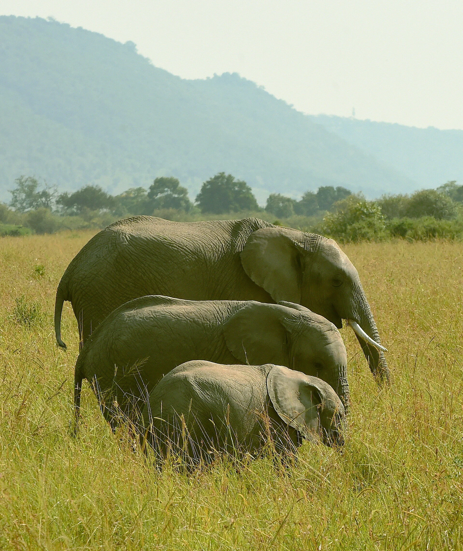 DSC_5036 A corrected.JPG