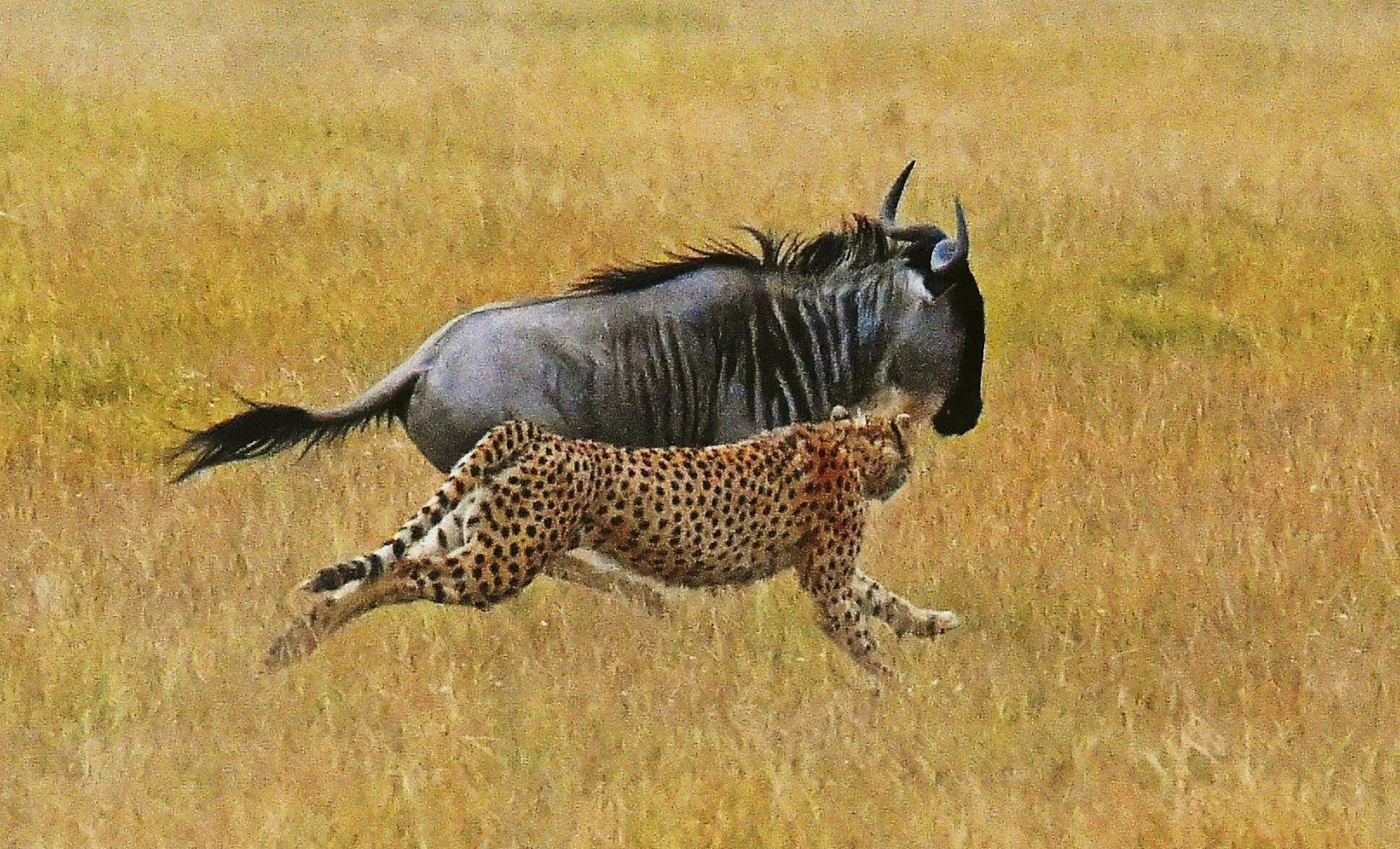 The Chase Best Corrected.jpg