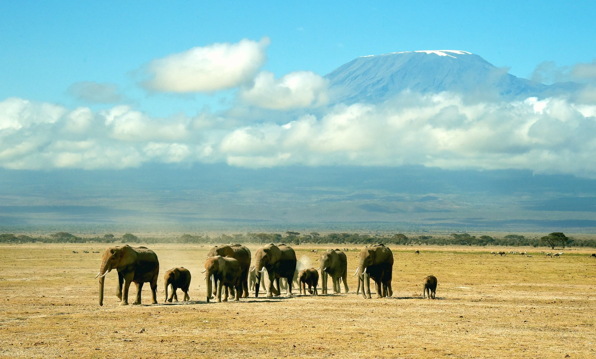 Elephants In The Shadow.jpg