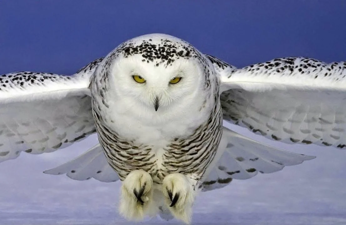 Snowy Owl Printing.jpg