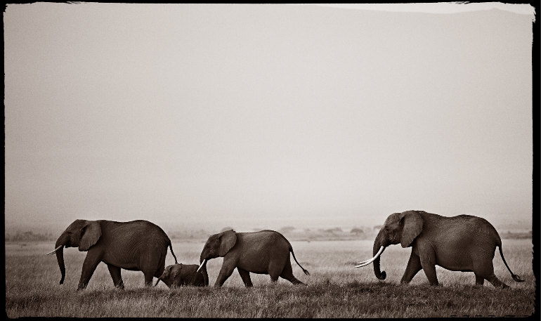 Elephants at Dawn