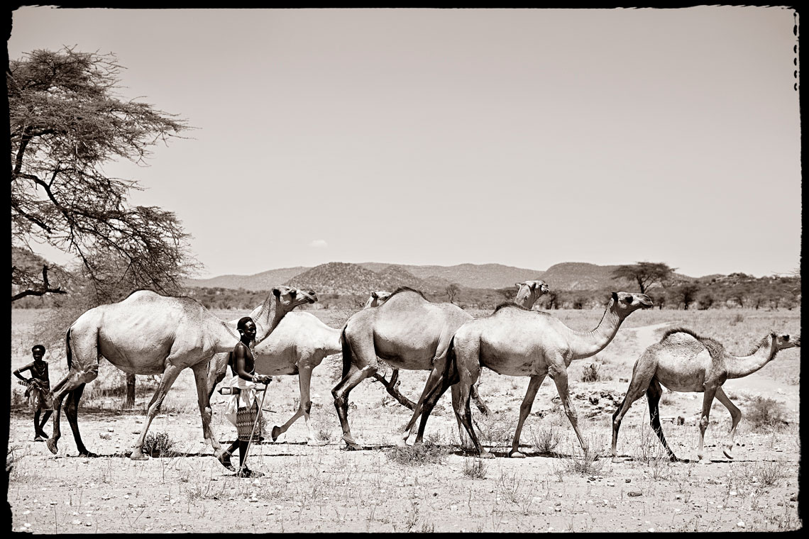 Camels Walking