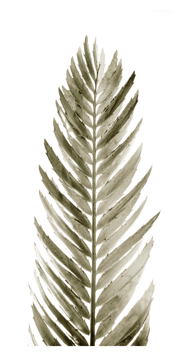 Backlit Palm Leaf