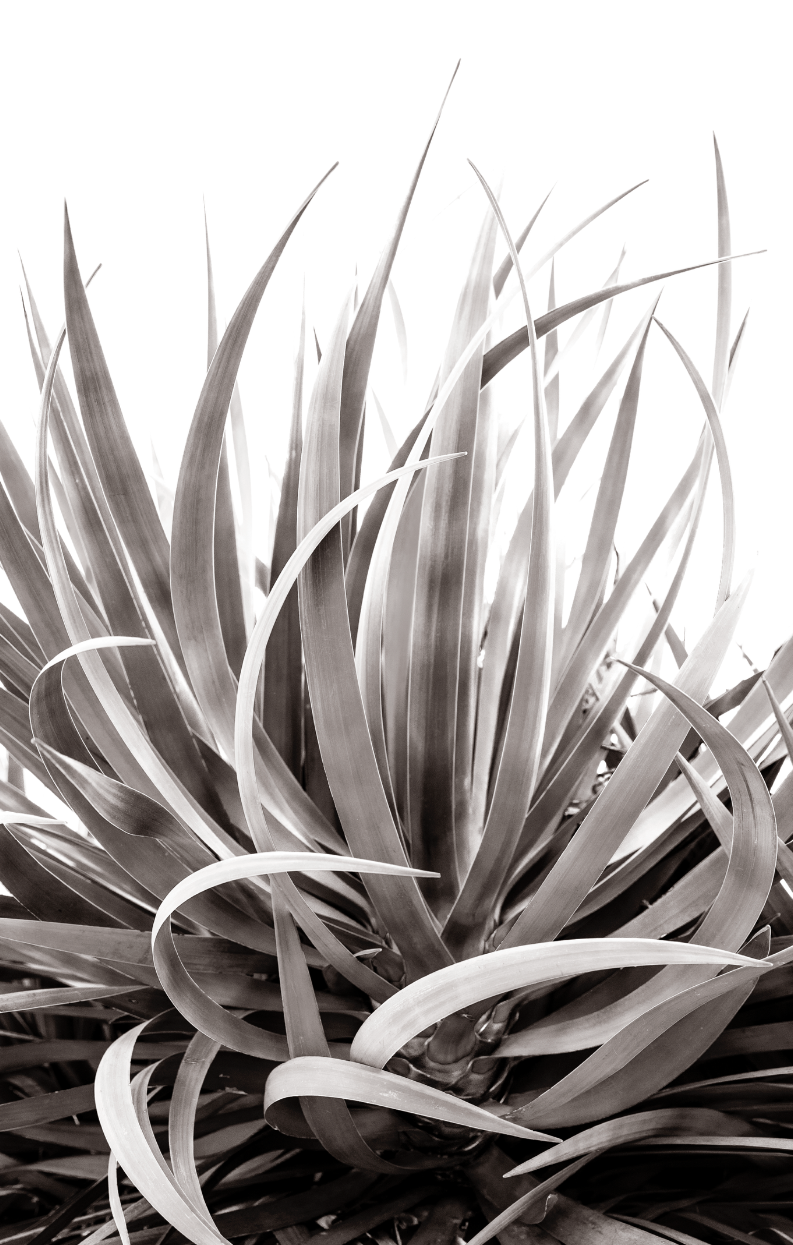 Dancing Agave