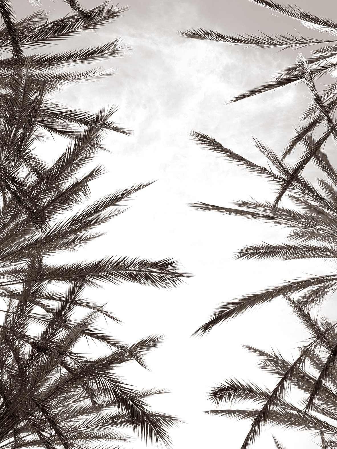 Silver Palms