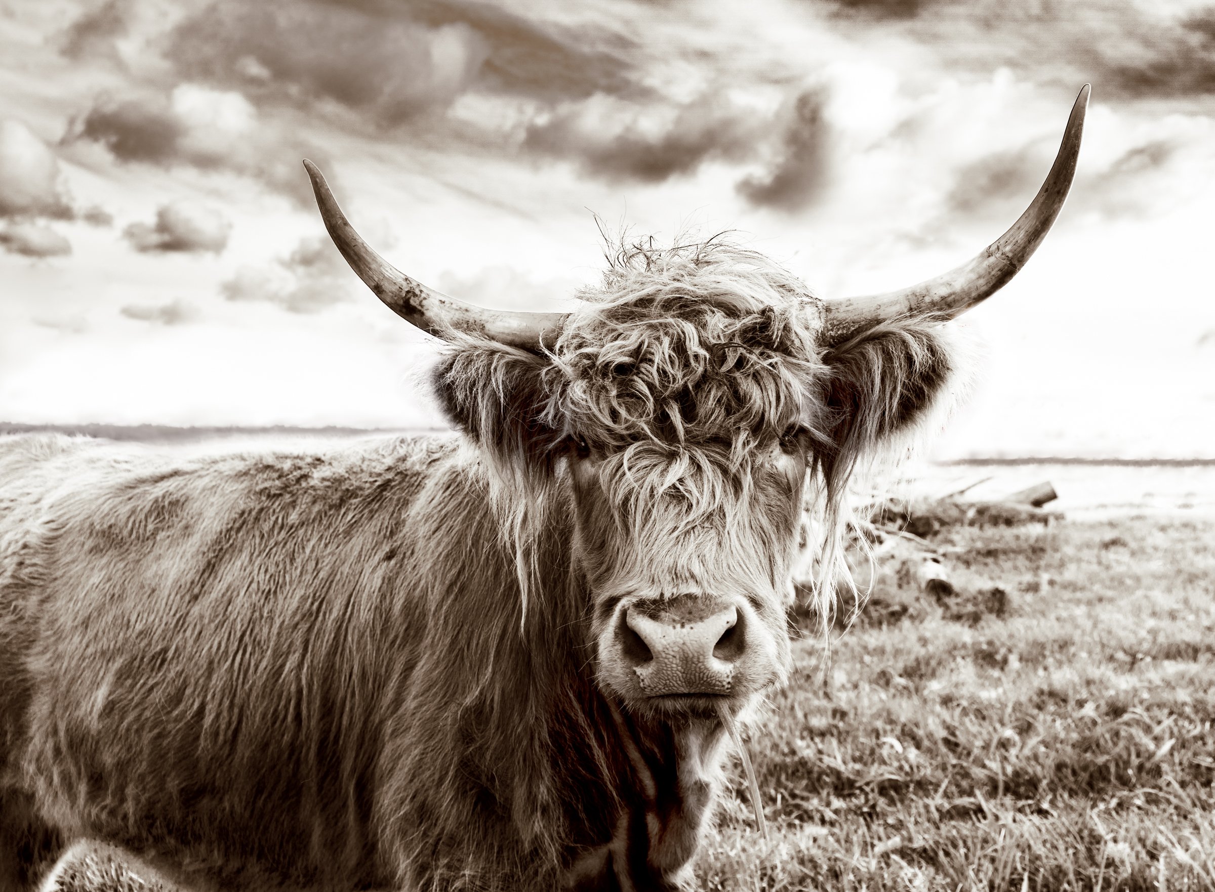 Highlander Cow in the Field