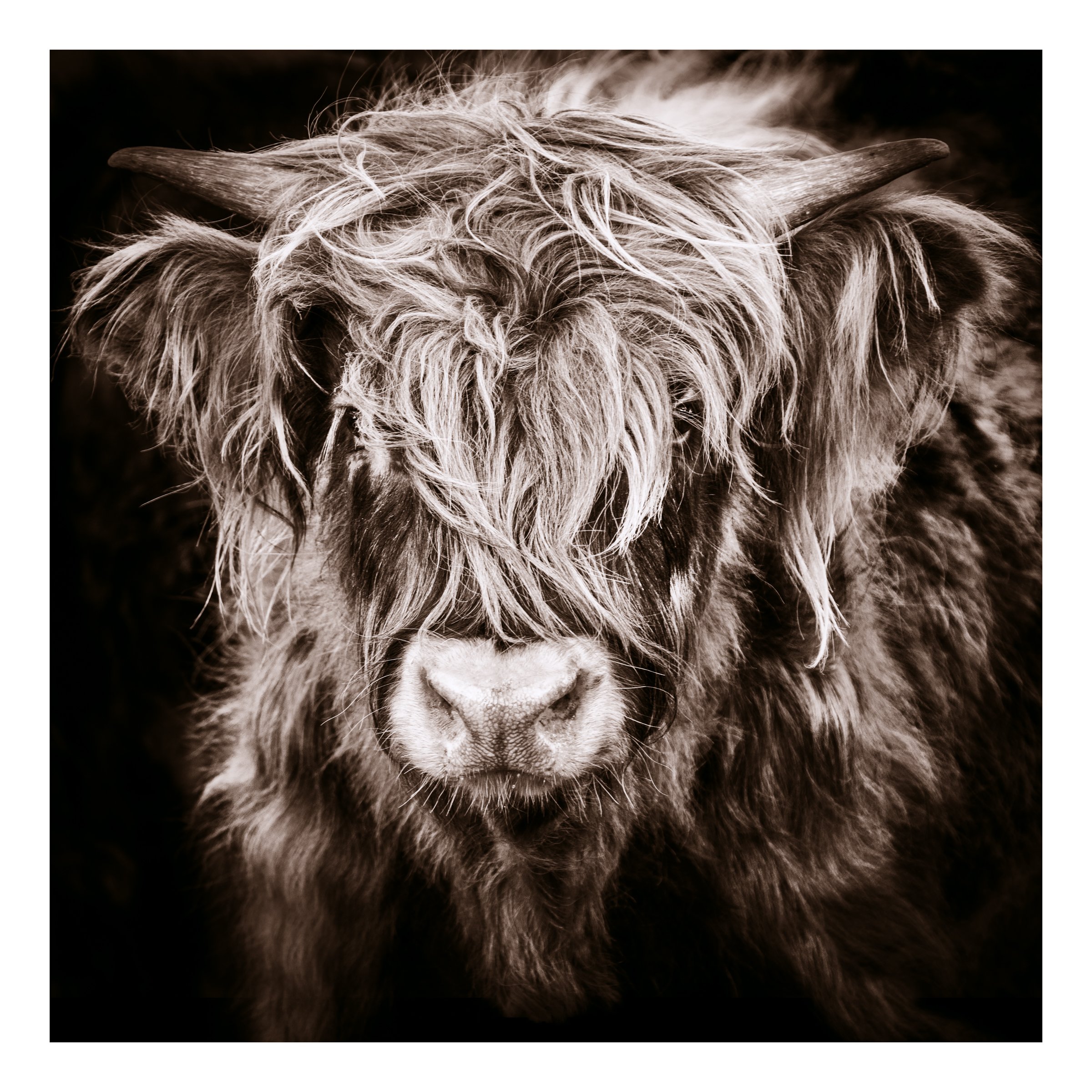 Highlander Portrait