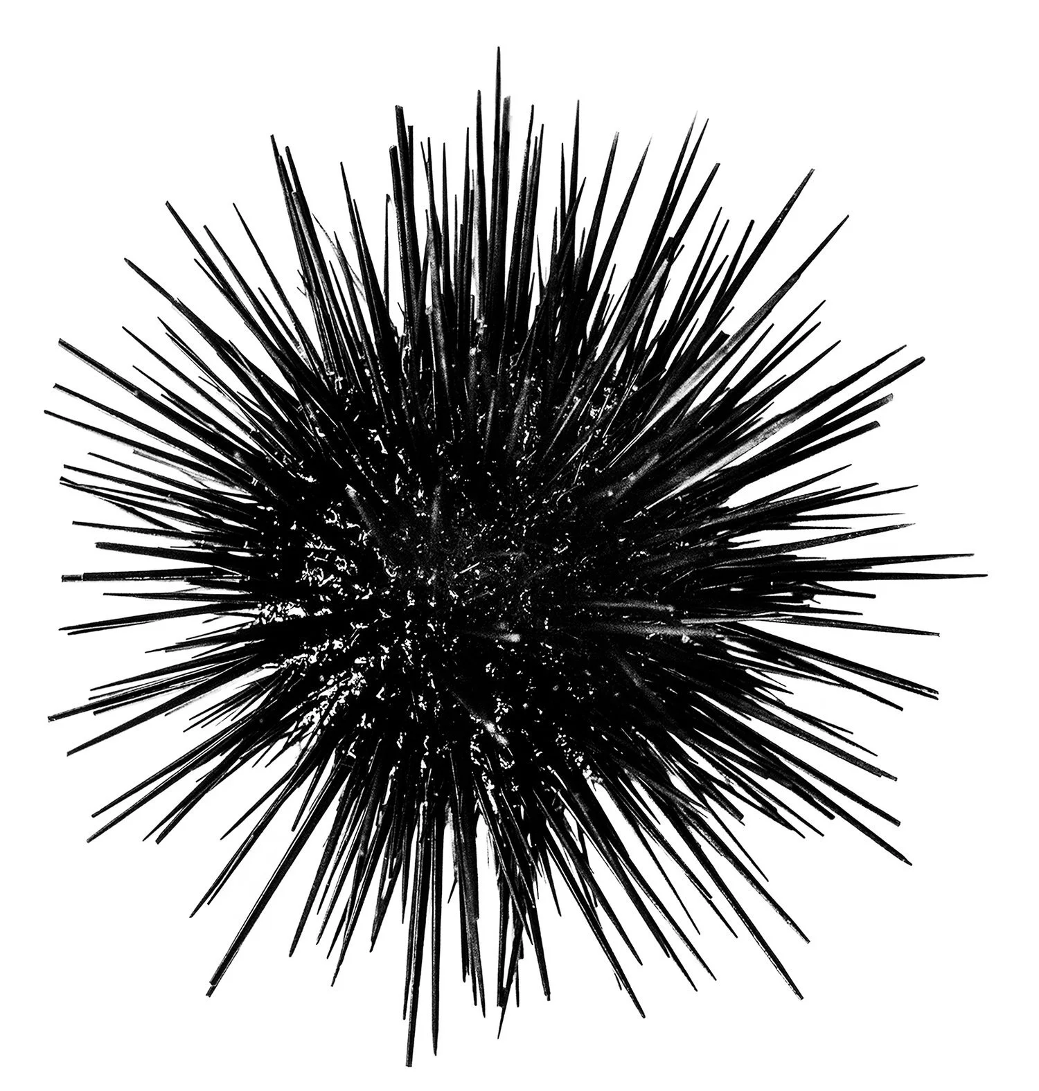 _DSC3019_Urchin_cropped_web+ready.jpg